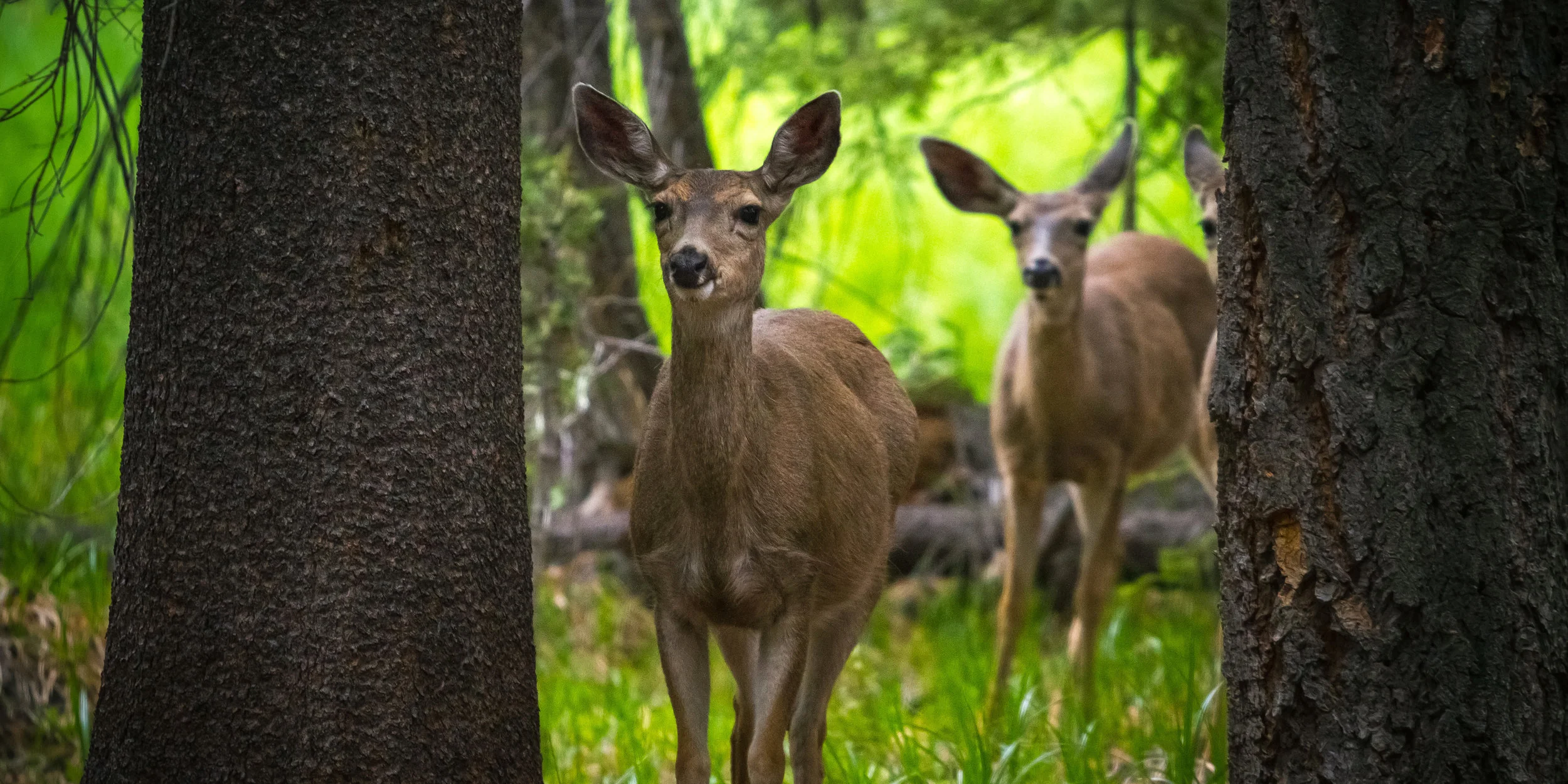 DeerAtCloudRestCamp.jpg
