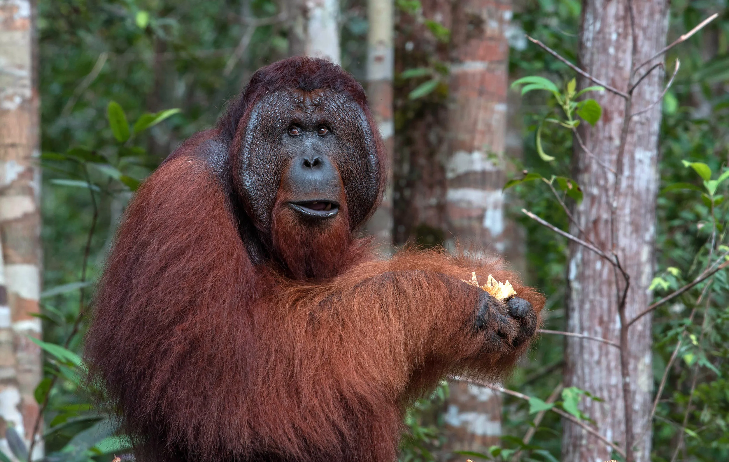 KingOrangUtanCampLeaky.jpg