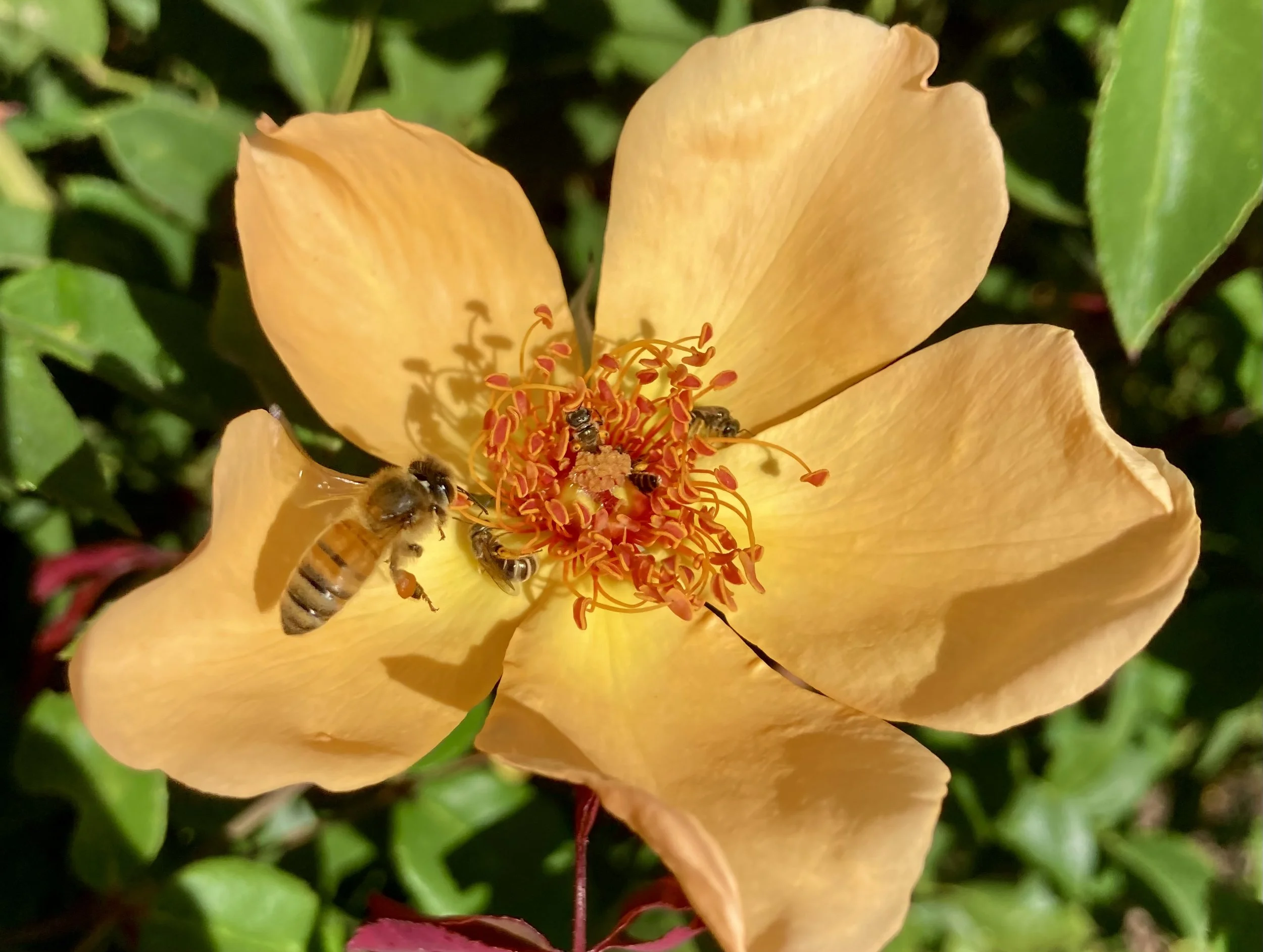 Rose season tips for growing healthy roses with less pests — Plant Harmony