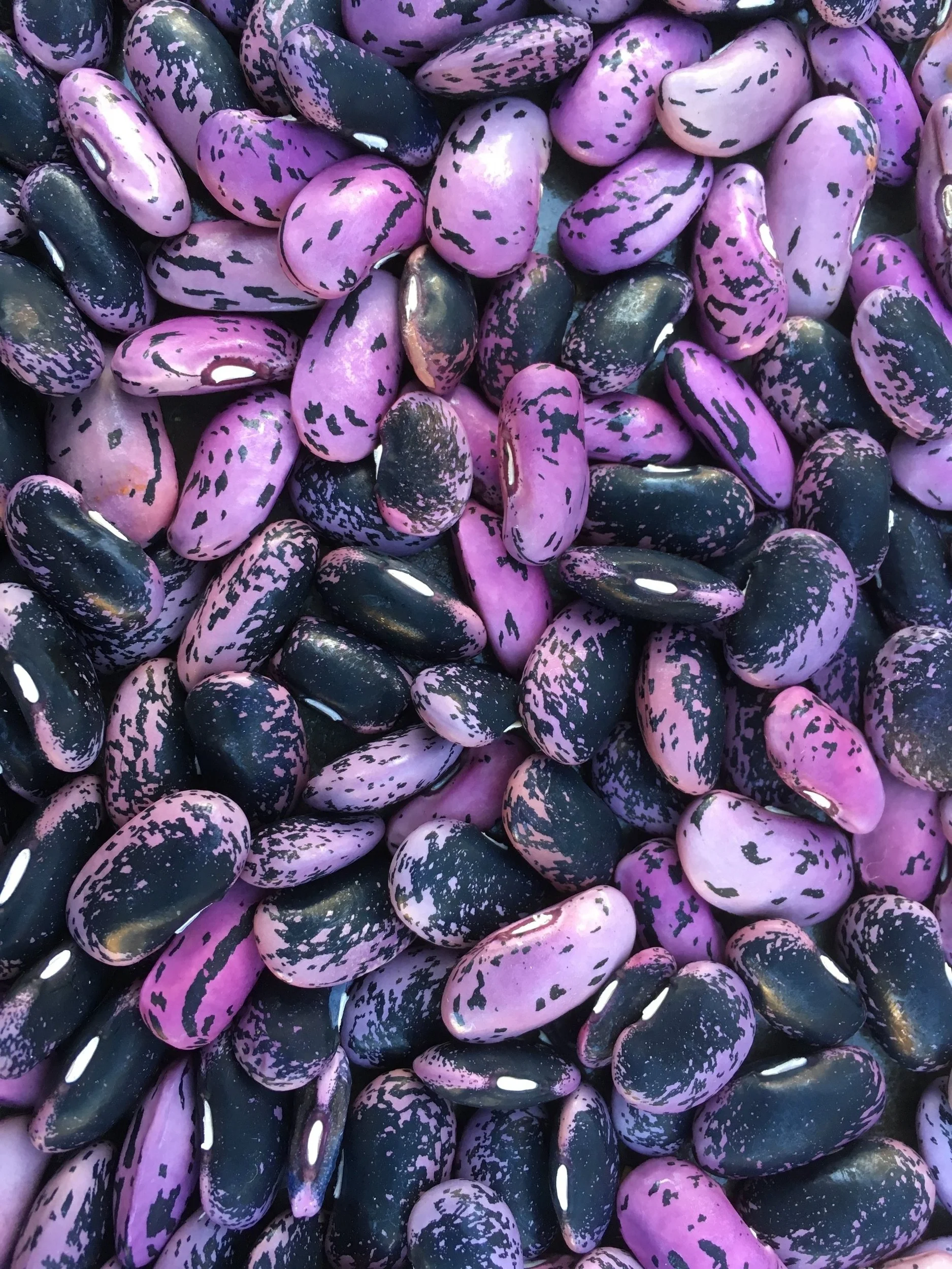 fava%2Bbeans%2Bclose%2Bup.jpg
