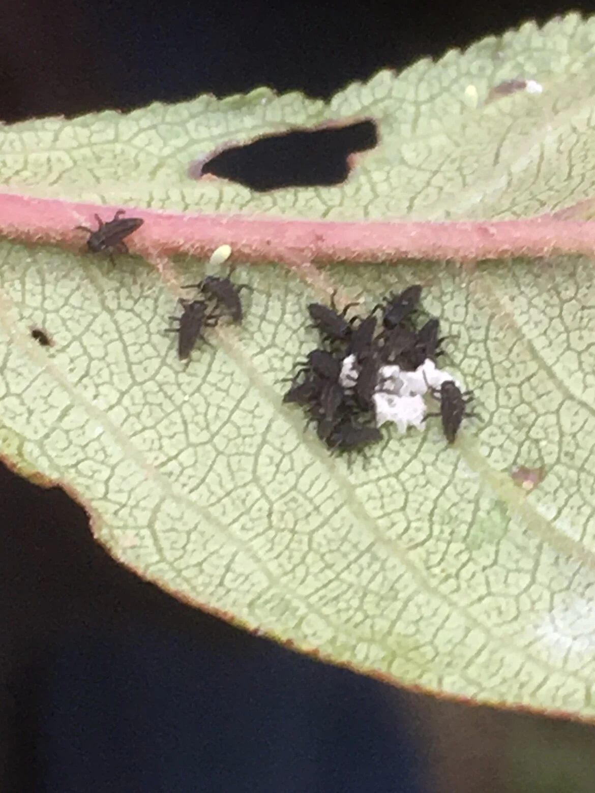 Are you seeing these little guys in your garden?