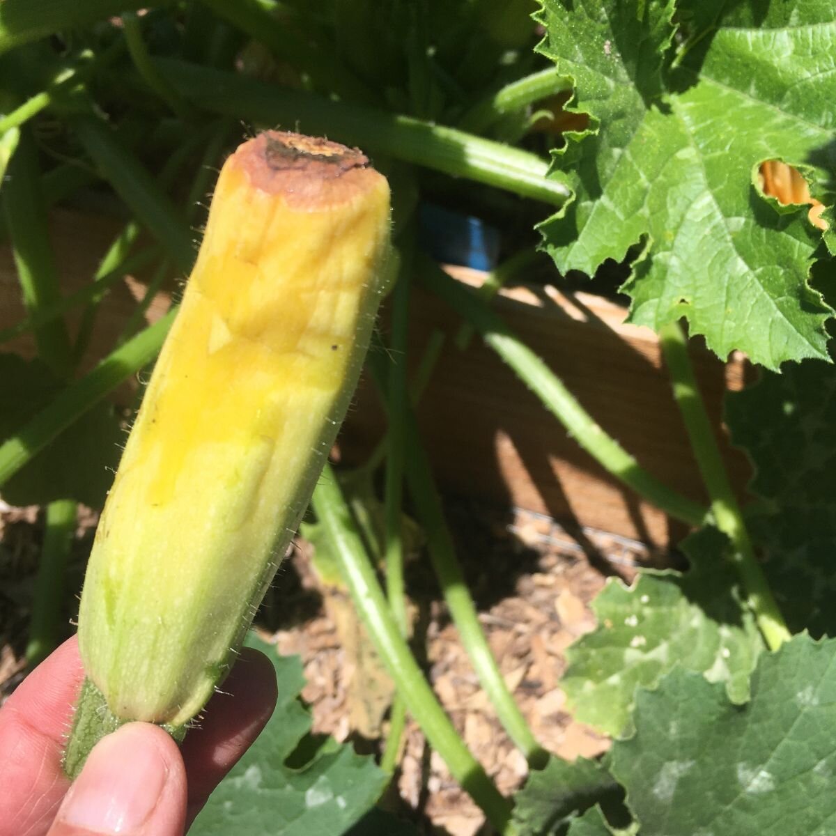 Are Your Zucchinis Rotting Before They Grow Plant Harmony