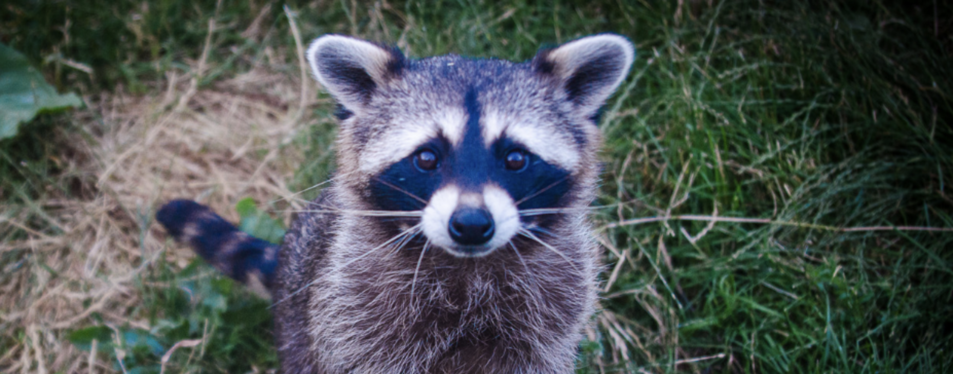 Are raccoons digging up your garden? — Plant Harmony