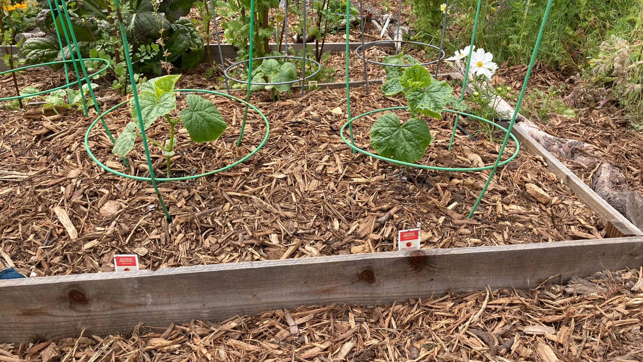 Learn how to keep your garden happy through a drought