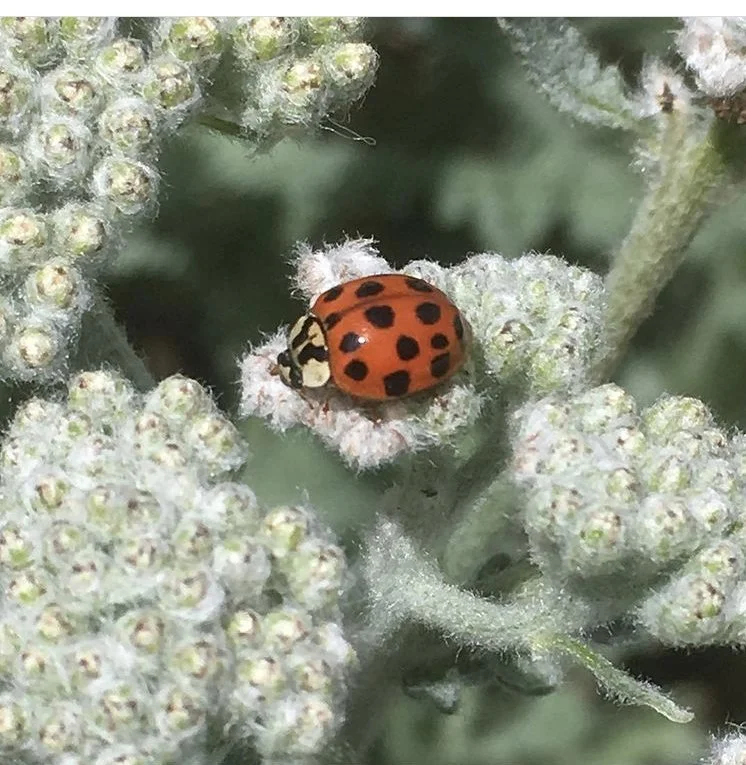 Pests Don’t Have to be a Problem: Integrated Pest Management