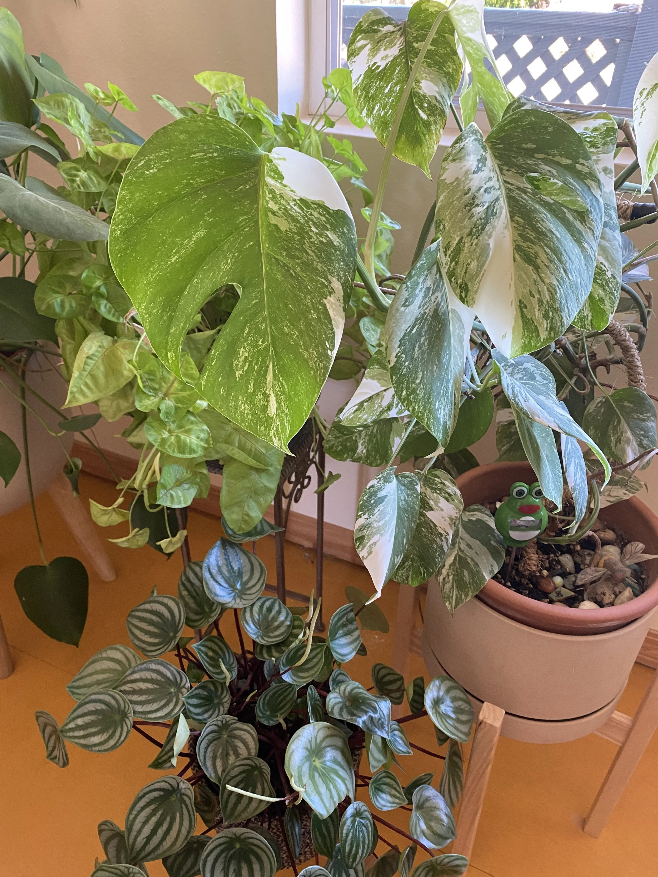 Indoor Plant Care and Eco-Friendly Pest Control for Happy, Healthy Houseplants