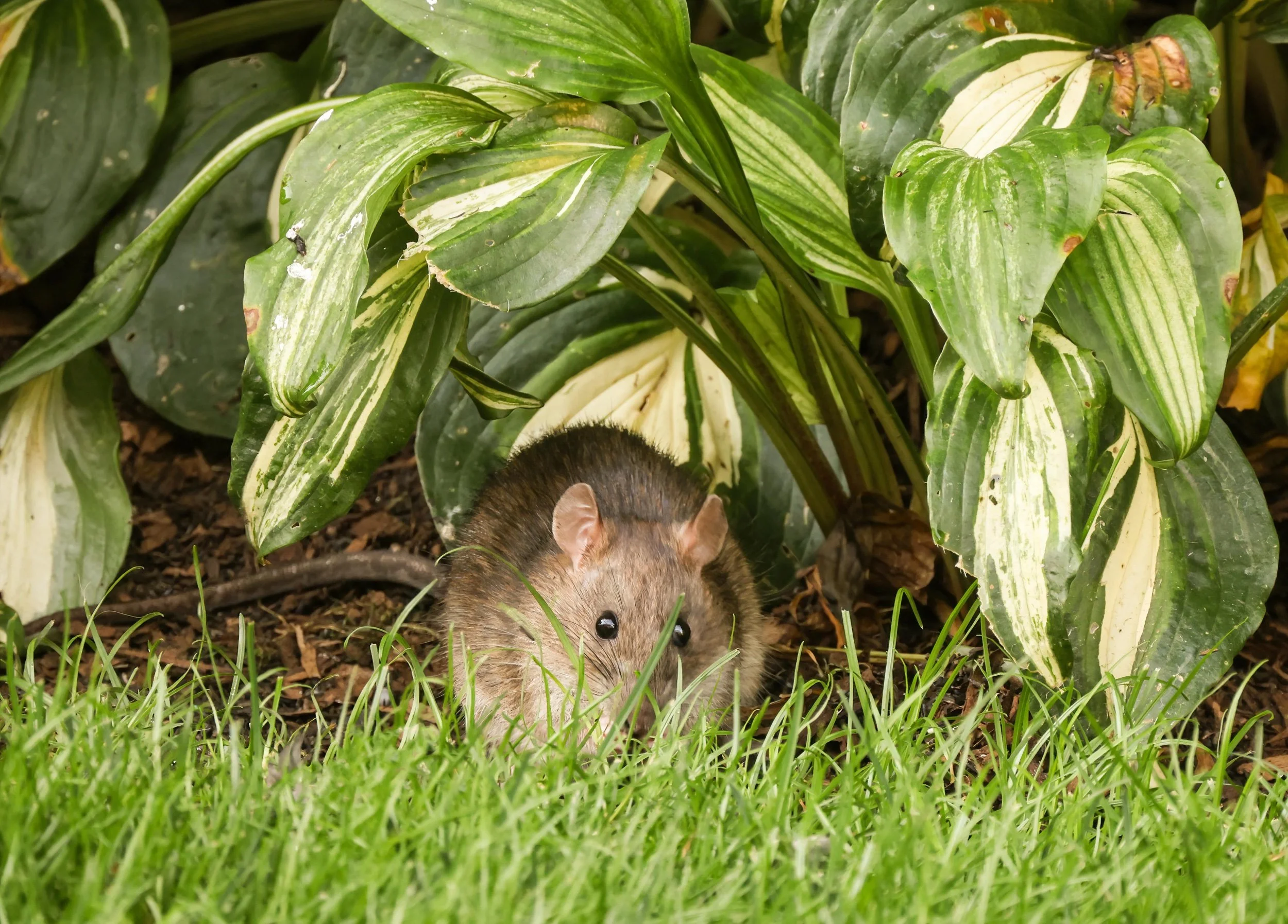 Rats or Mice in Your Home? Here’s How to Keep Them Away