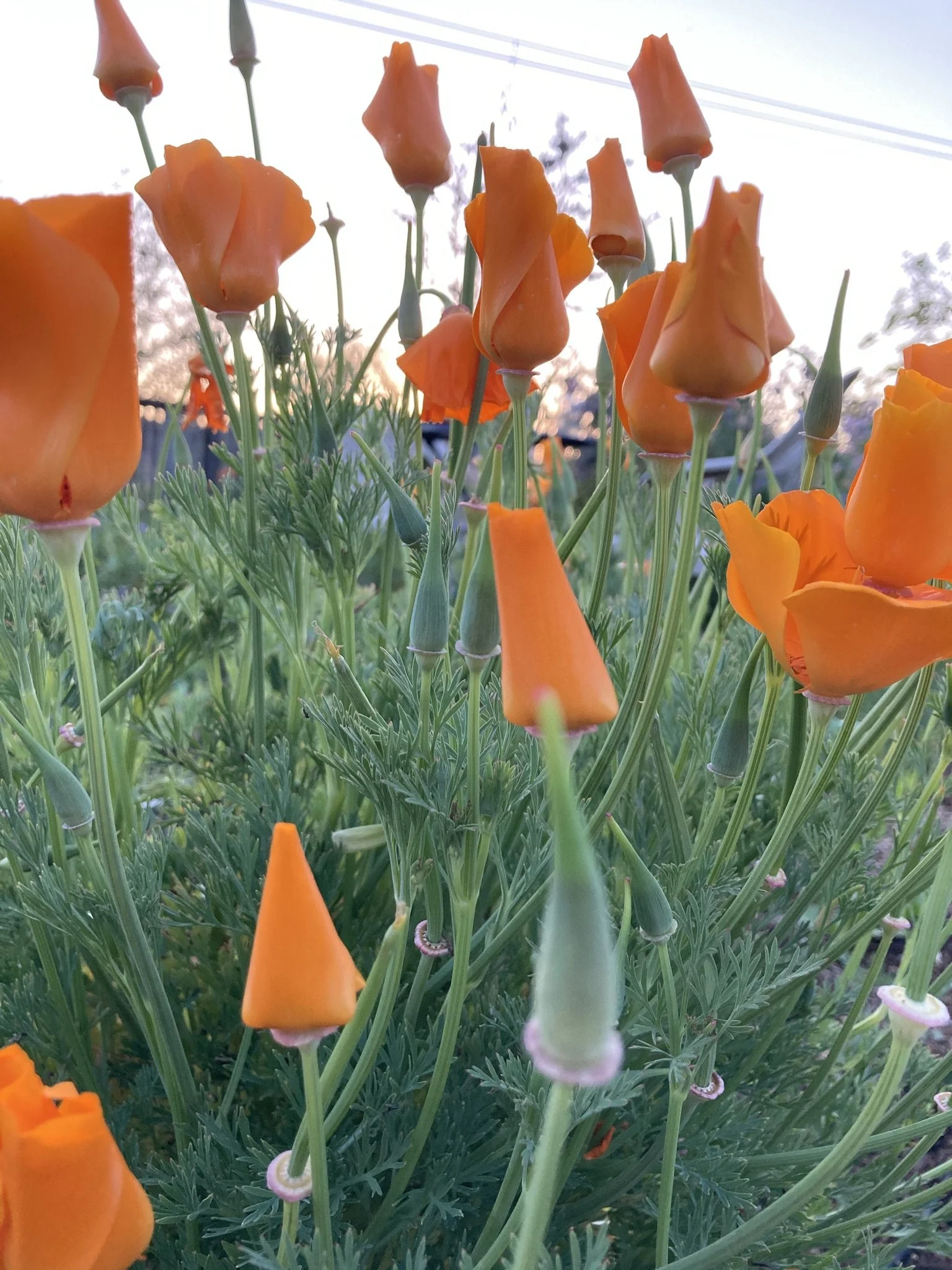 Safe, Effective Solutions to Prevent Weeds From Growing in Your Garden