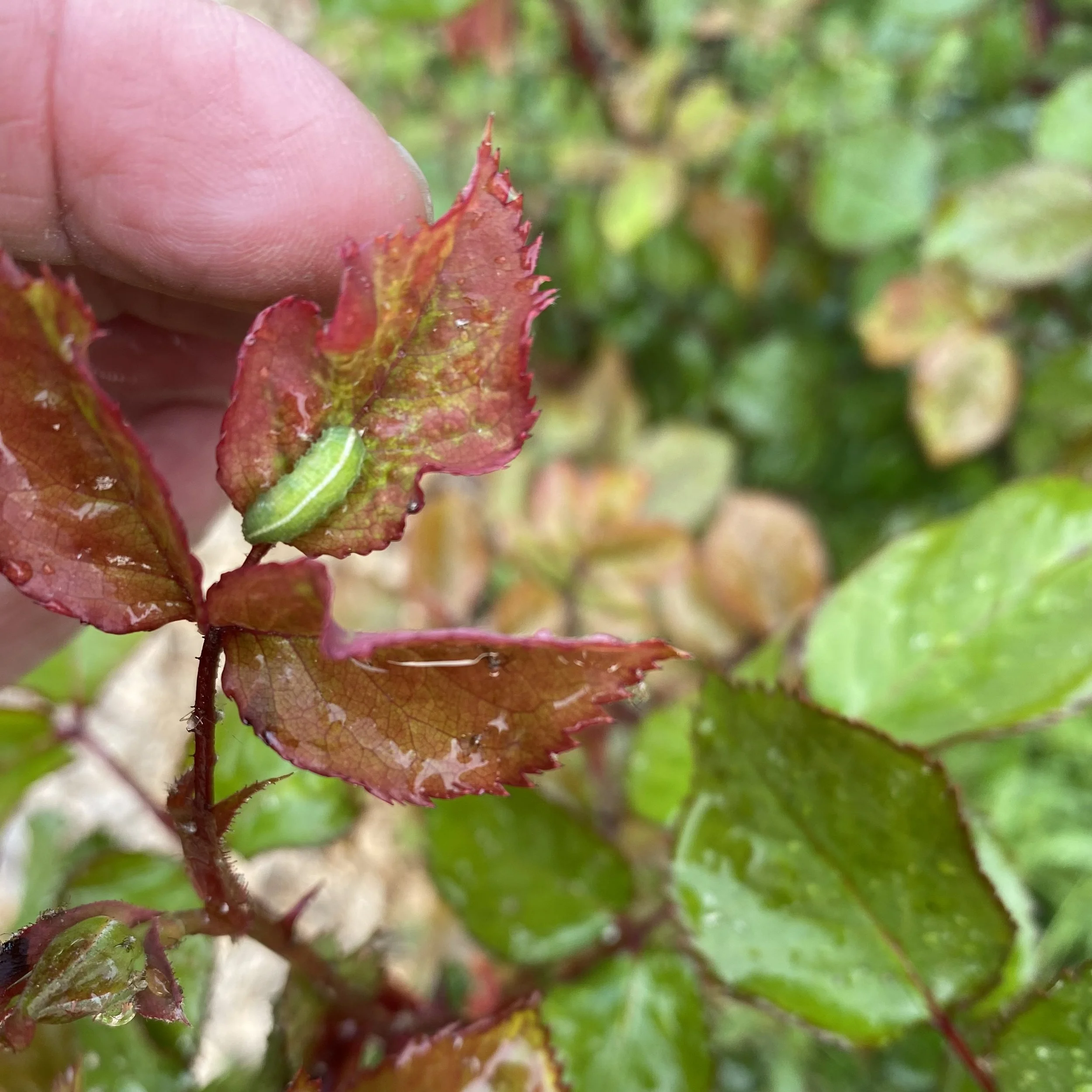 Syrphid fly larva on rose leave April 2025.jpeg
