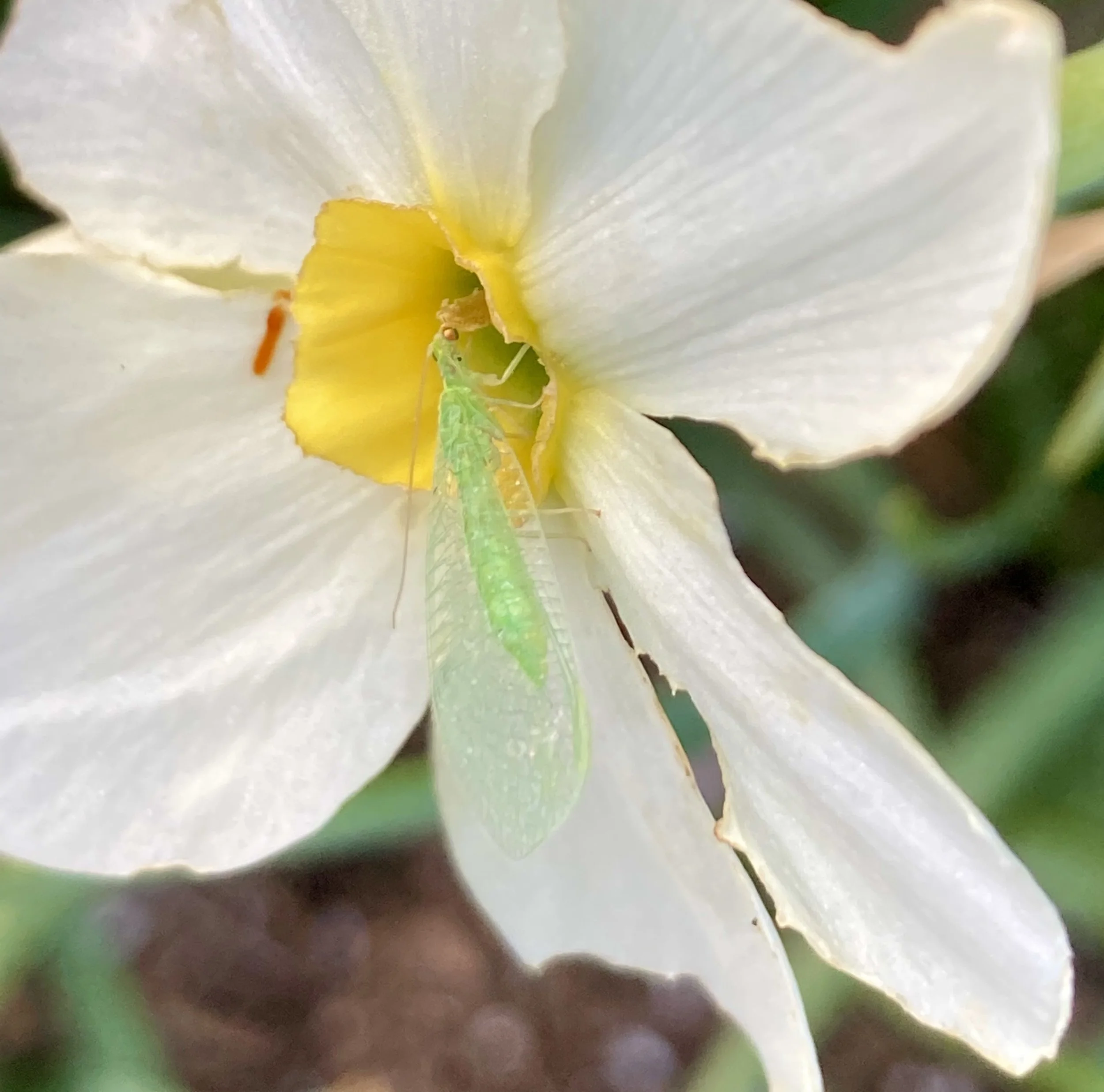 lacewing on daffodil.jpeg