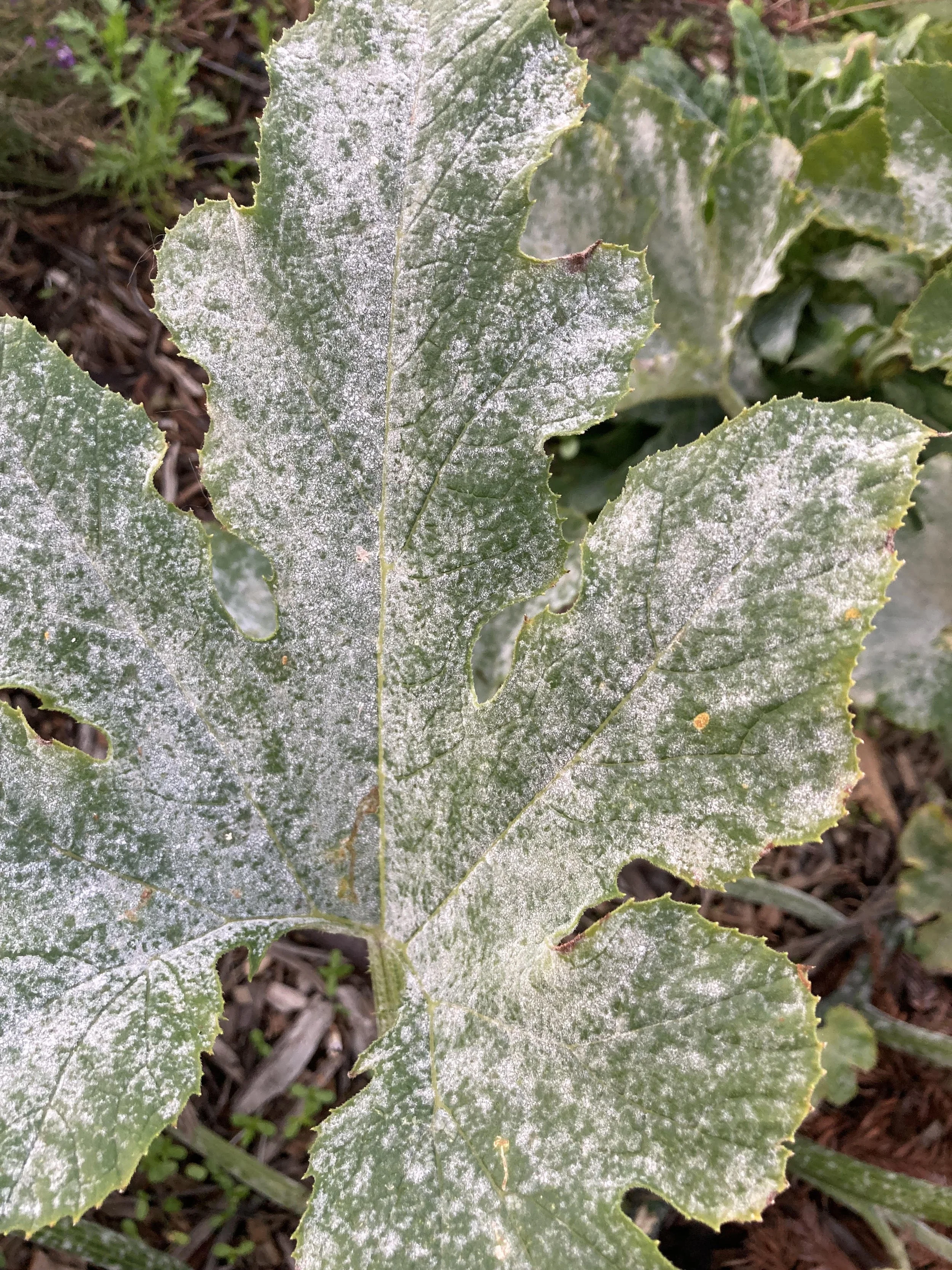 Powdery Mildew Prevention and Treatment