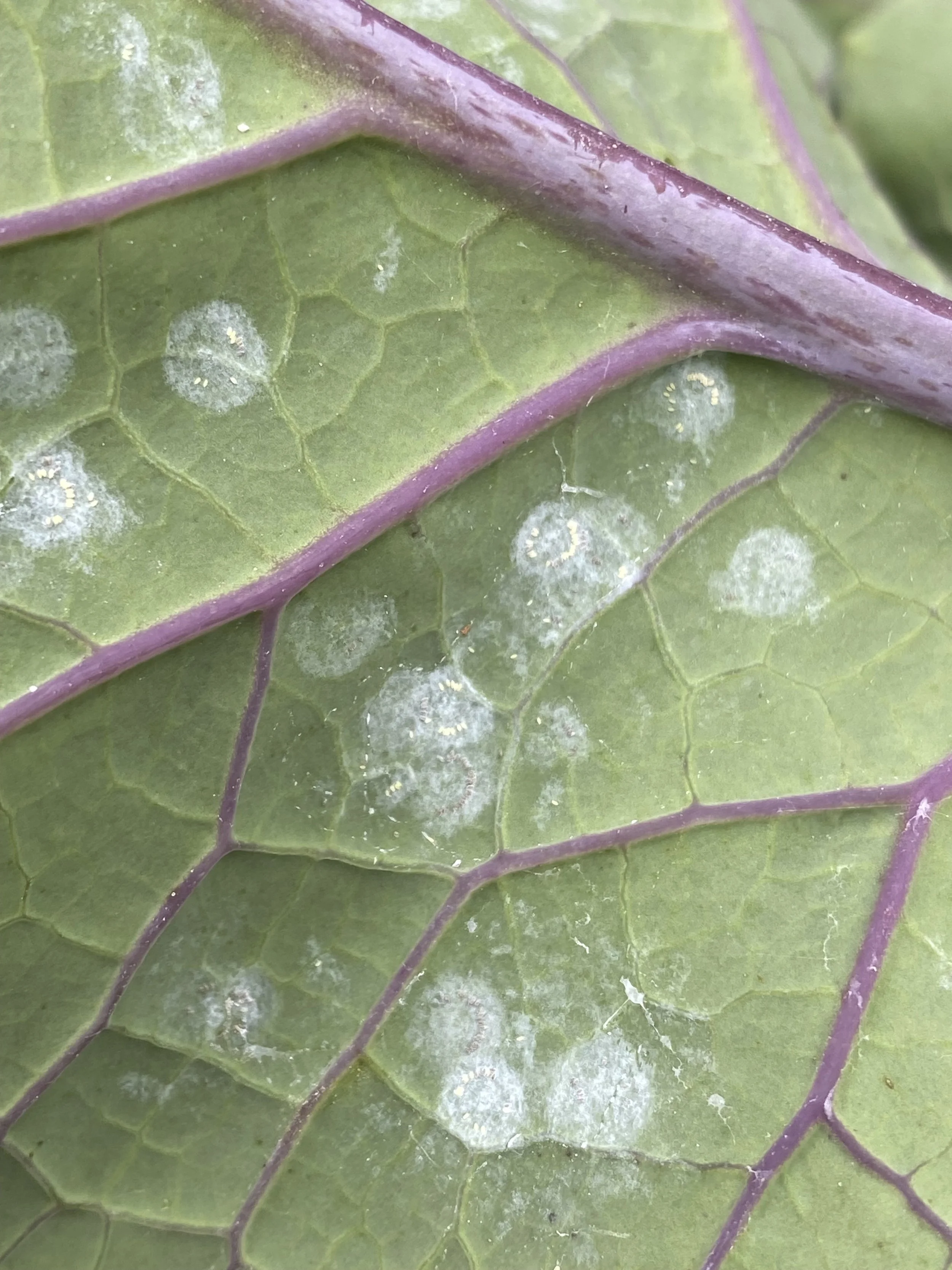 Are you seeing Whiteflies infestations on your plants?