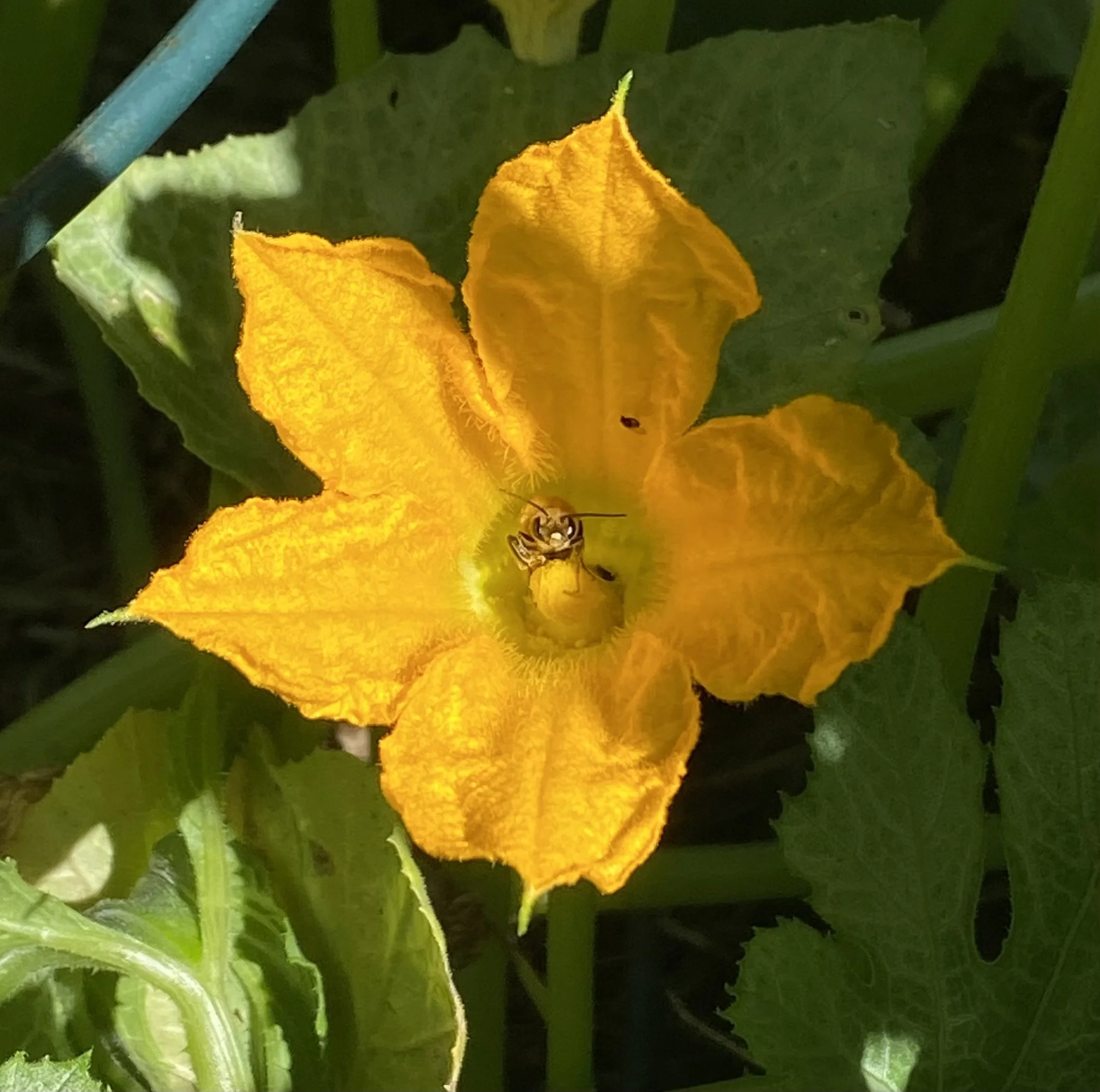 Bee-Friendly Gardening: The Purpose of Pollinator Gardens