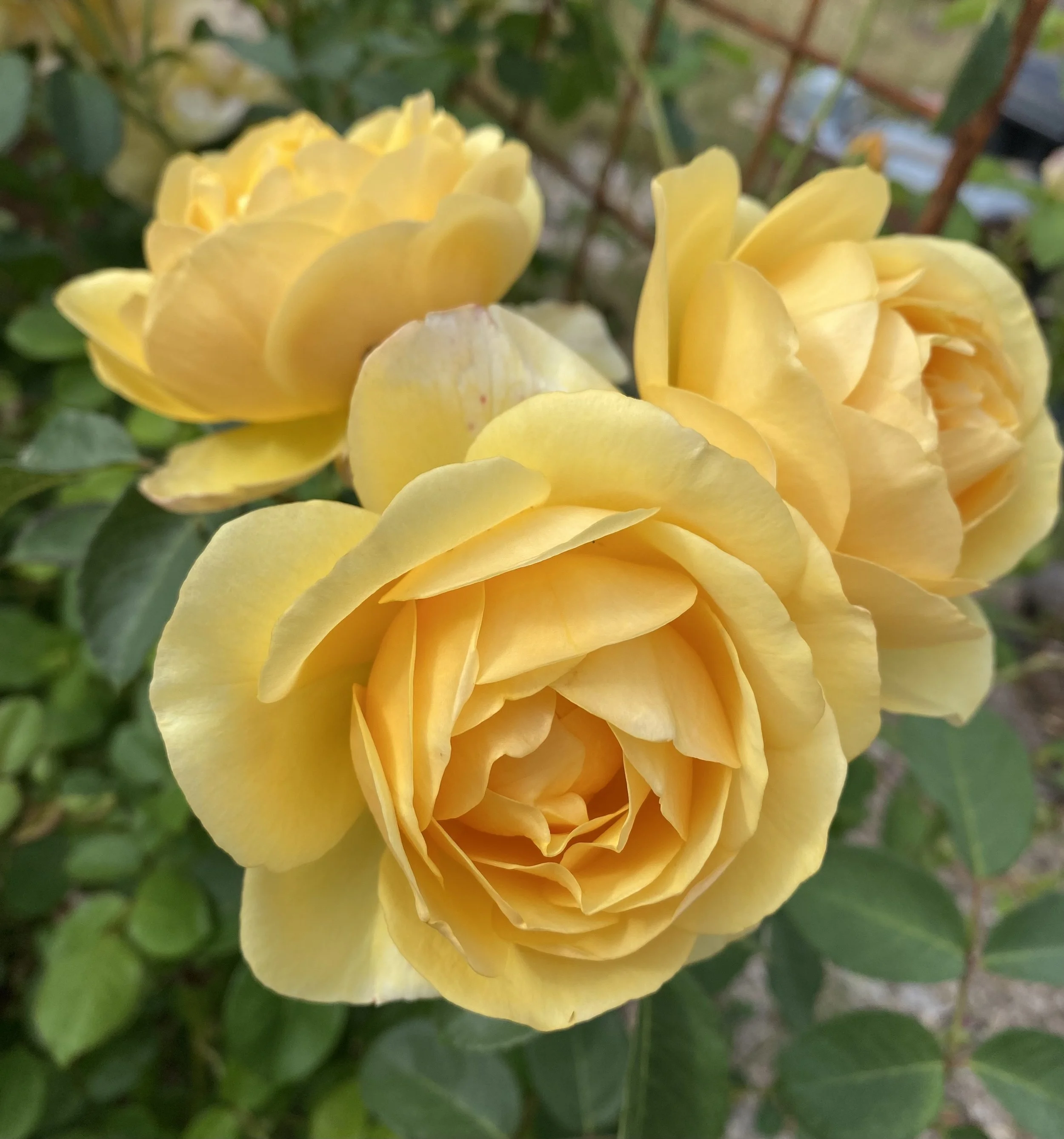Springtime Tips for Growing Healthy Roses With Fewer Pests