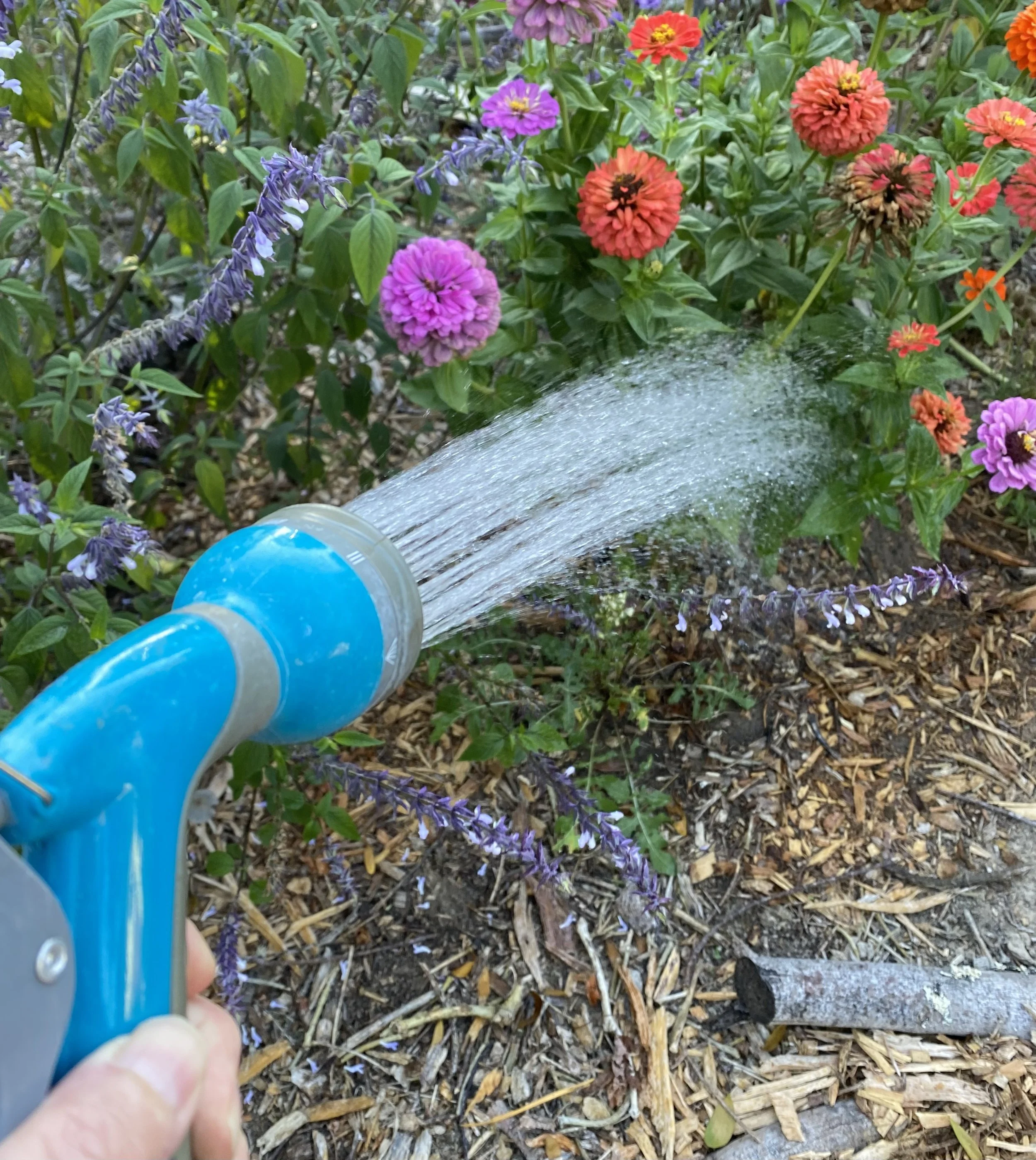 Watering Your Garden During the Summer’s Heat