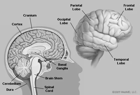 Brain.jpg