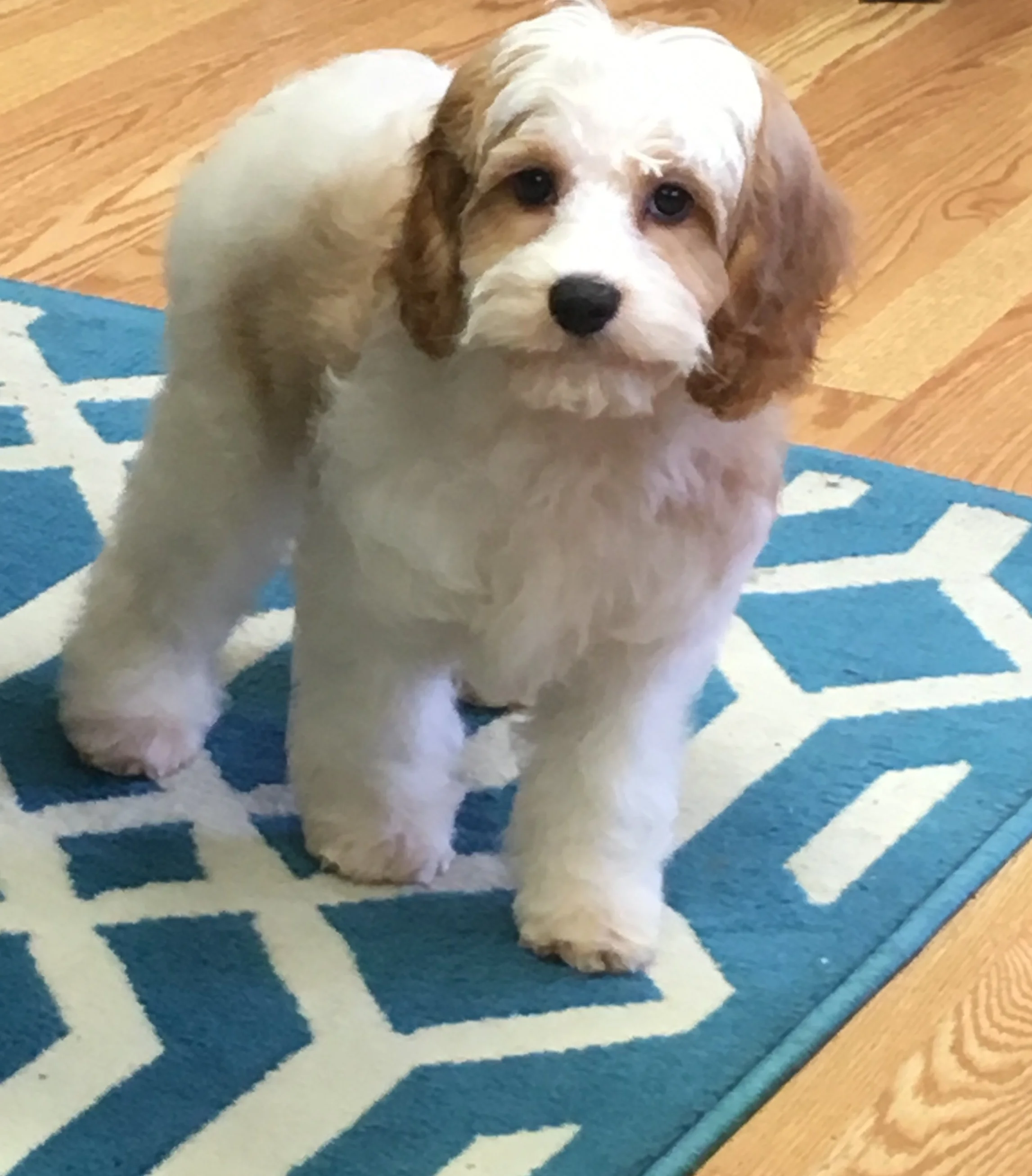 king charles cavapoo puppies