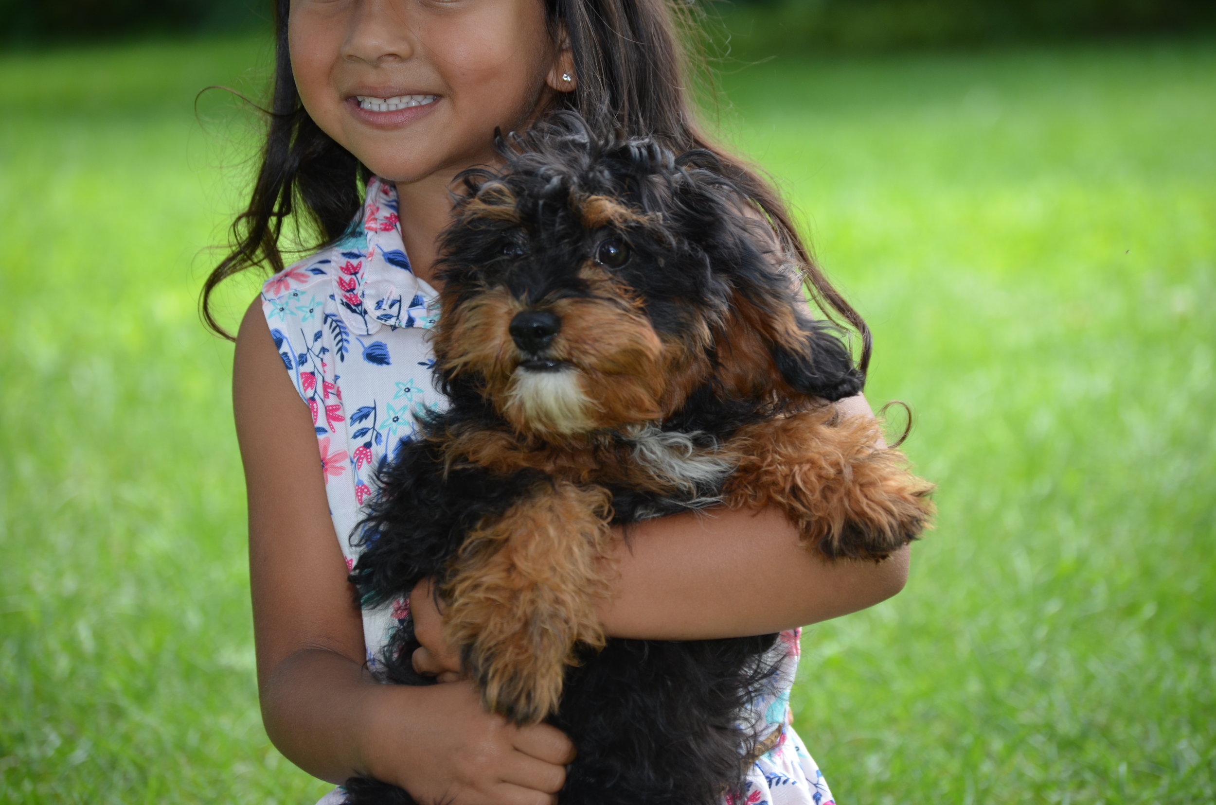 Best Cavapoo Breeders