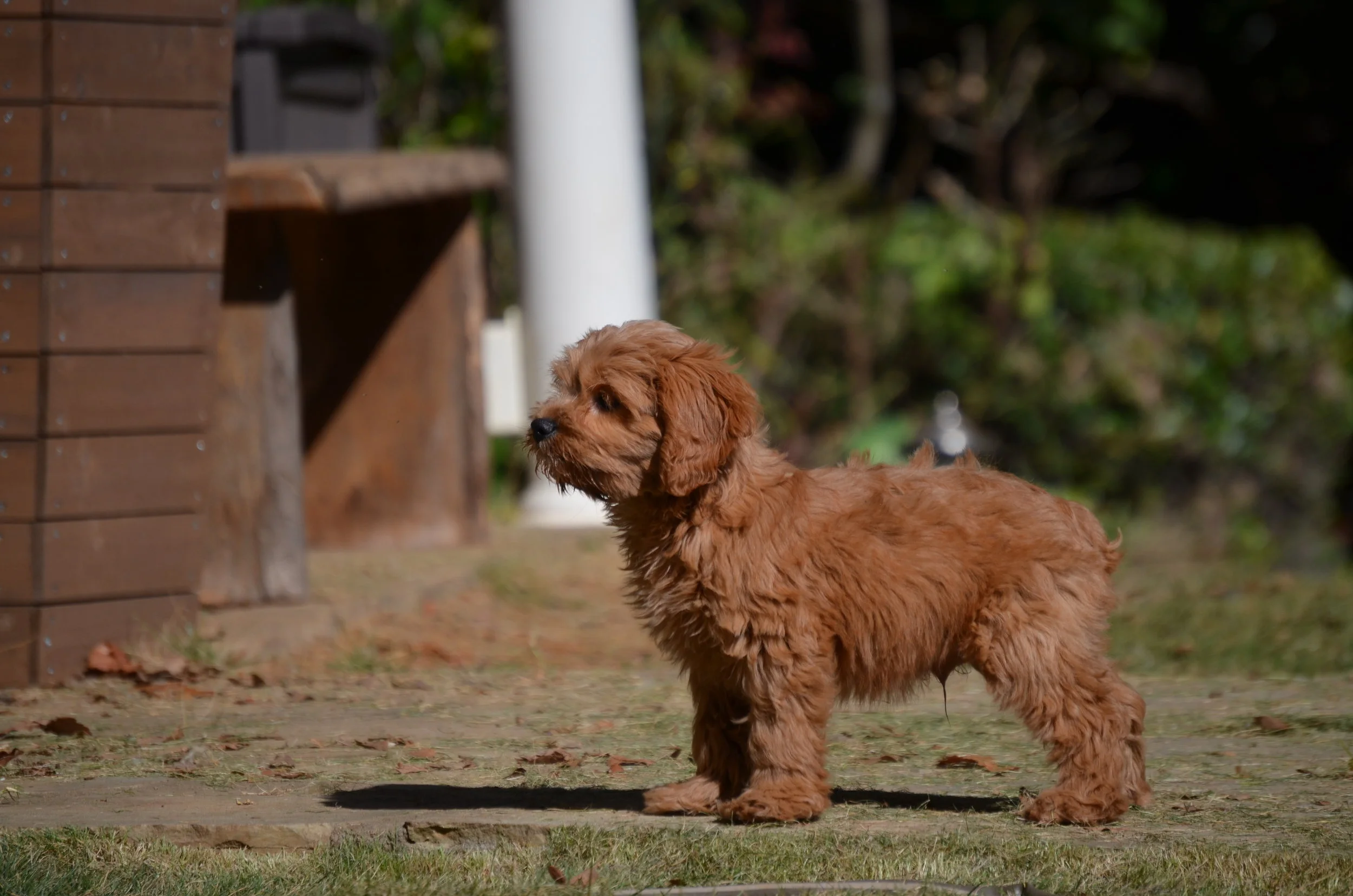 ruby red cavapoo puppies for sale