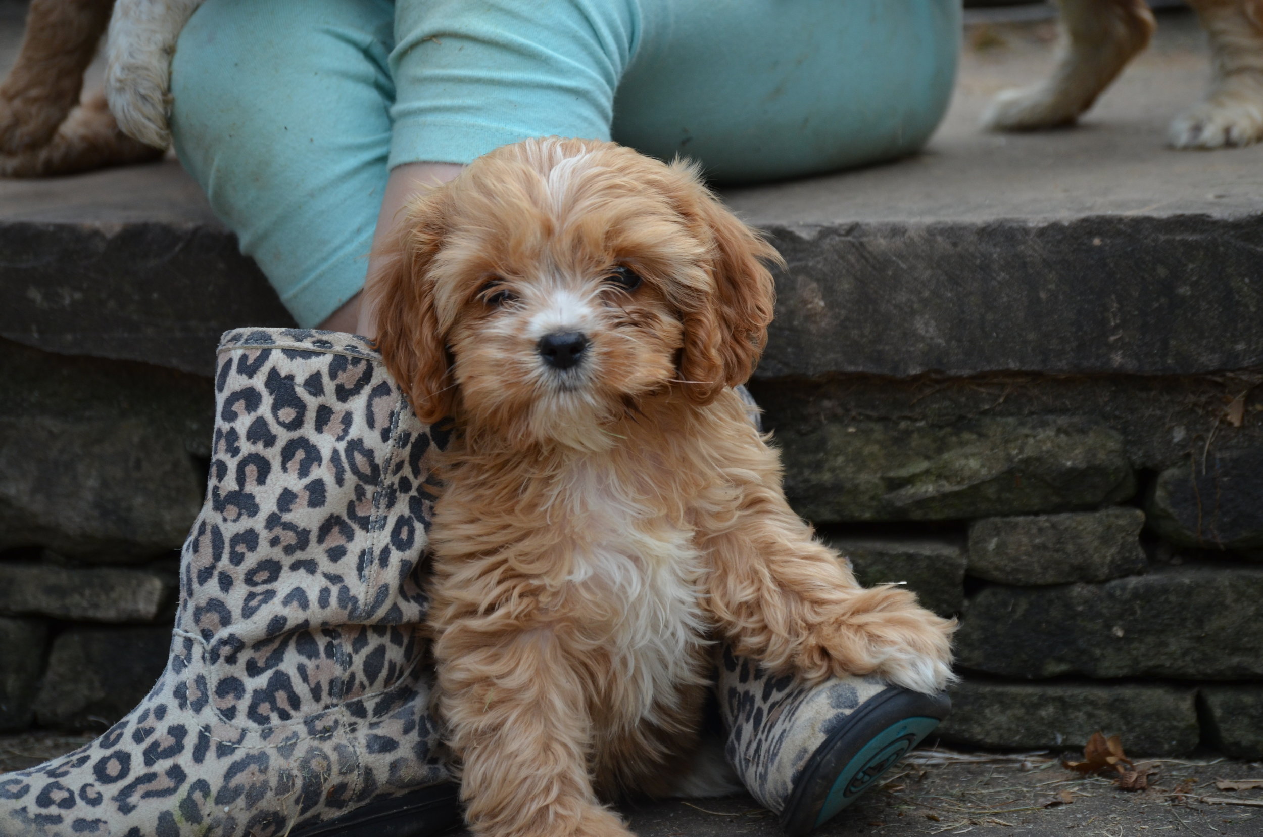 teacup cavapoo puppy