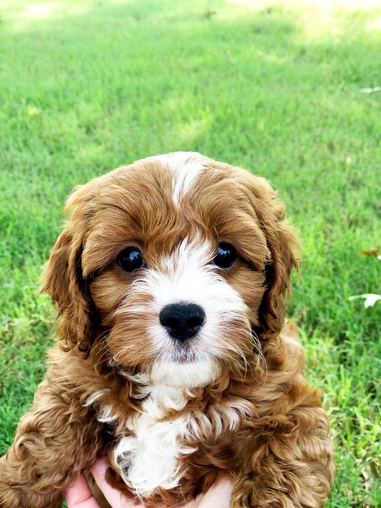 cavapoo f1 puppies for sale