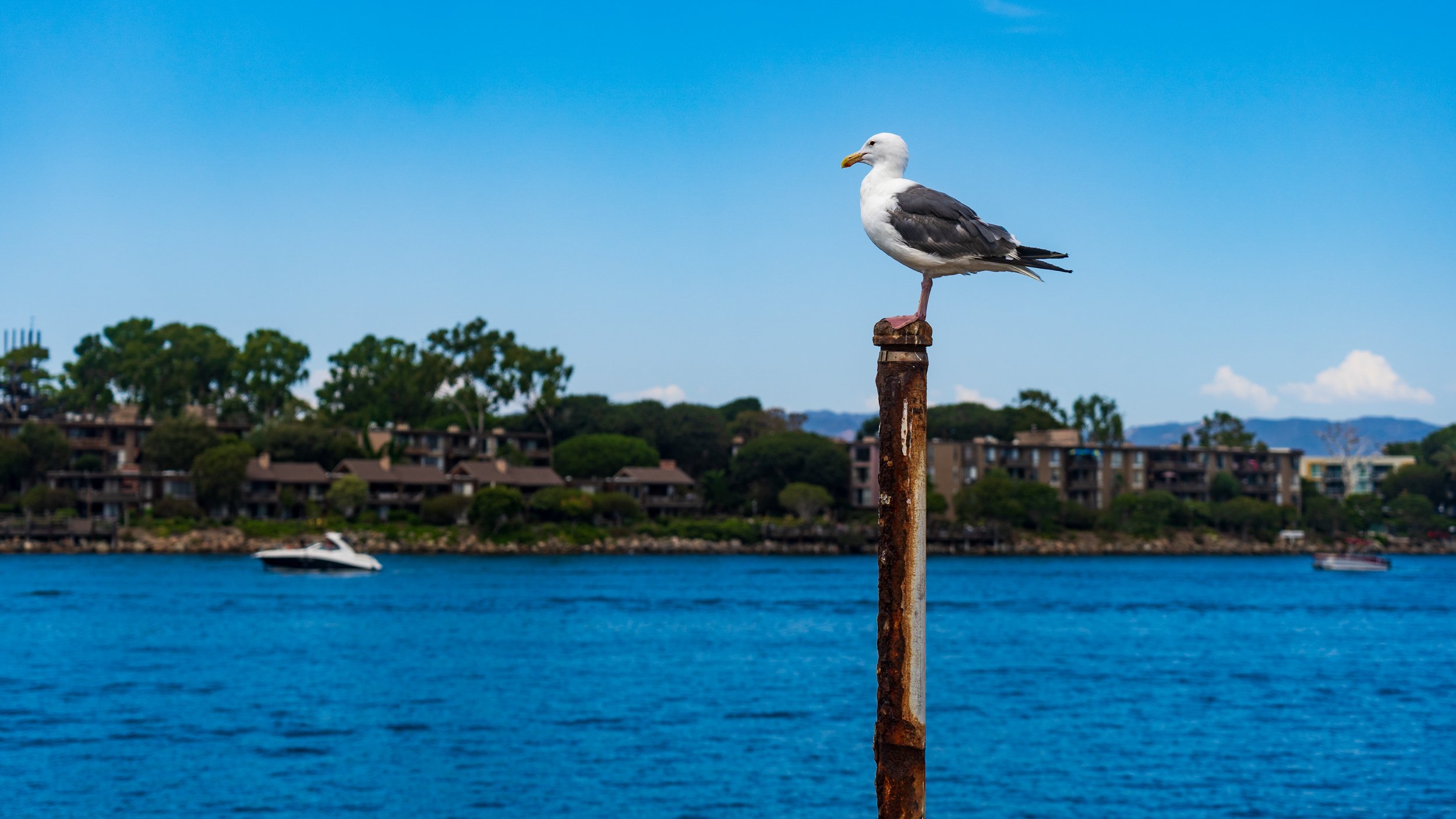 Marina Del Rey-46.jpg