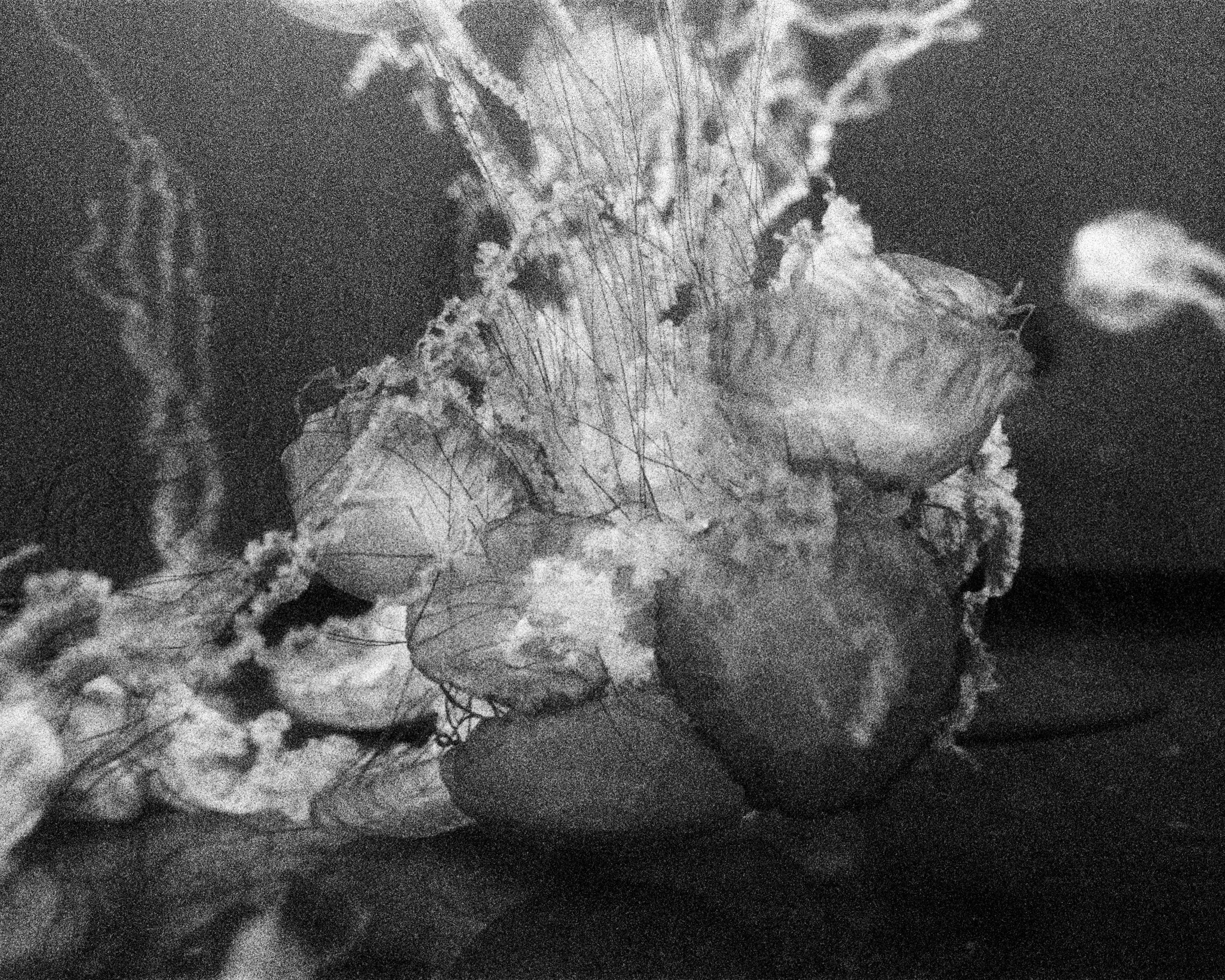 F100 28mm G ISO1600 f2-8 TMAX 3200 AQUARIUM-25.jpg