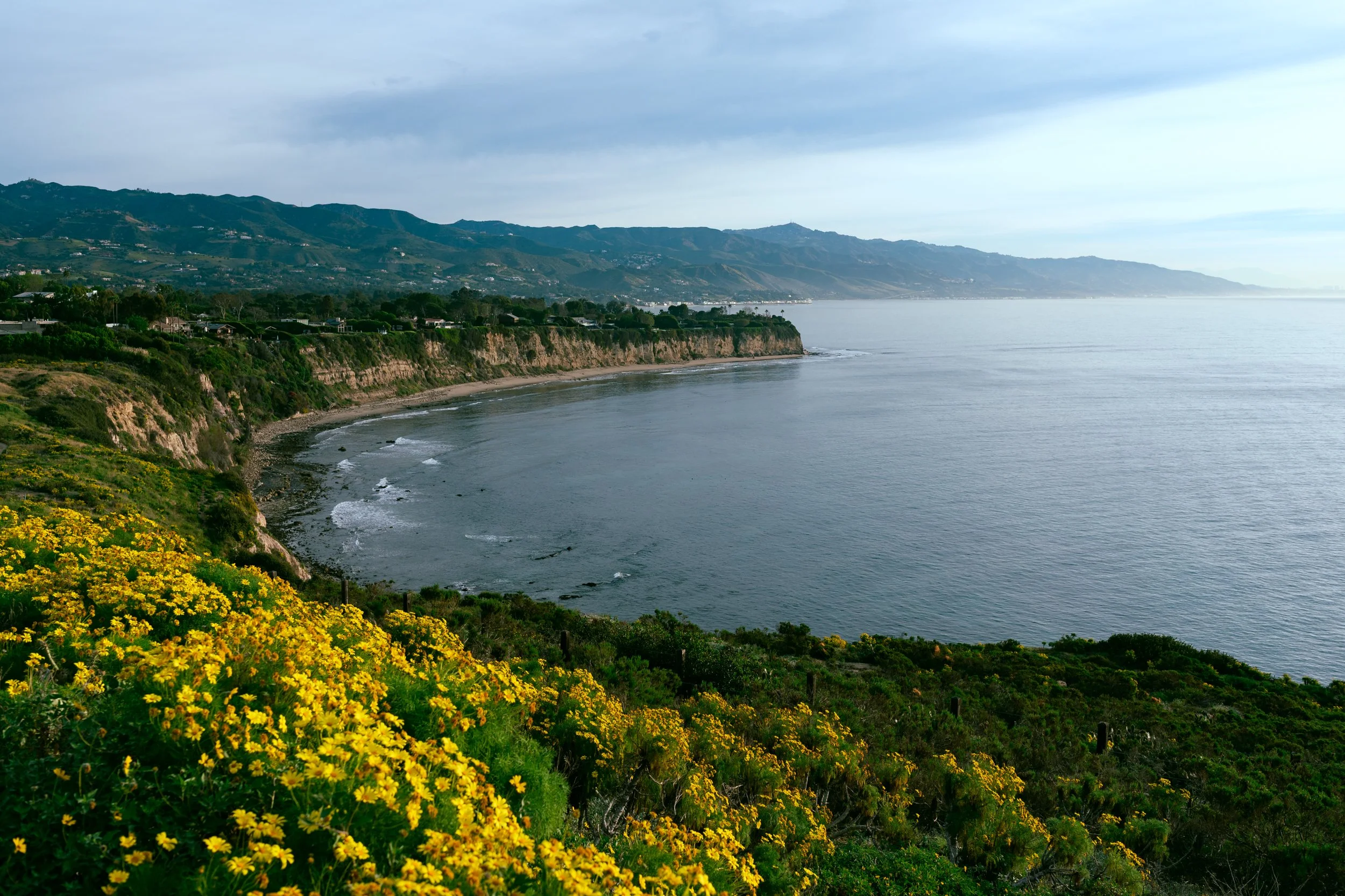 POPPY POP_12x18_MJBR.jpg