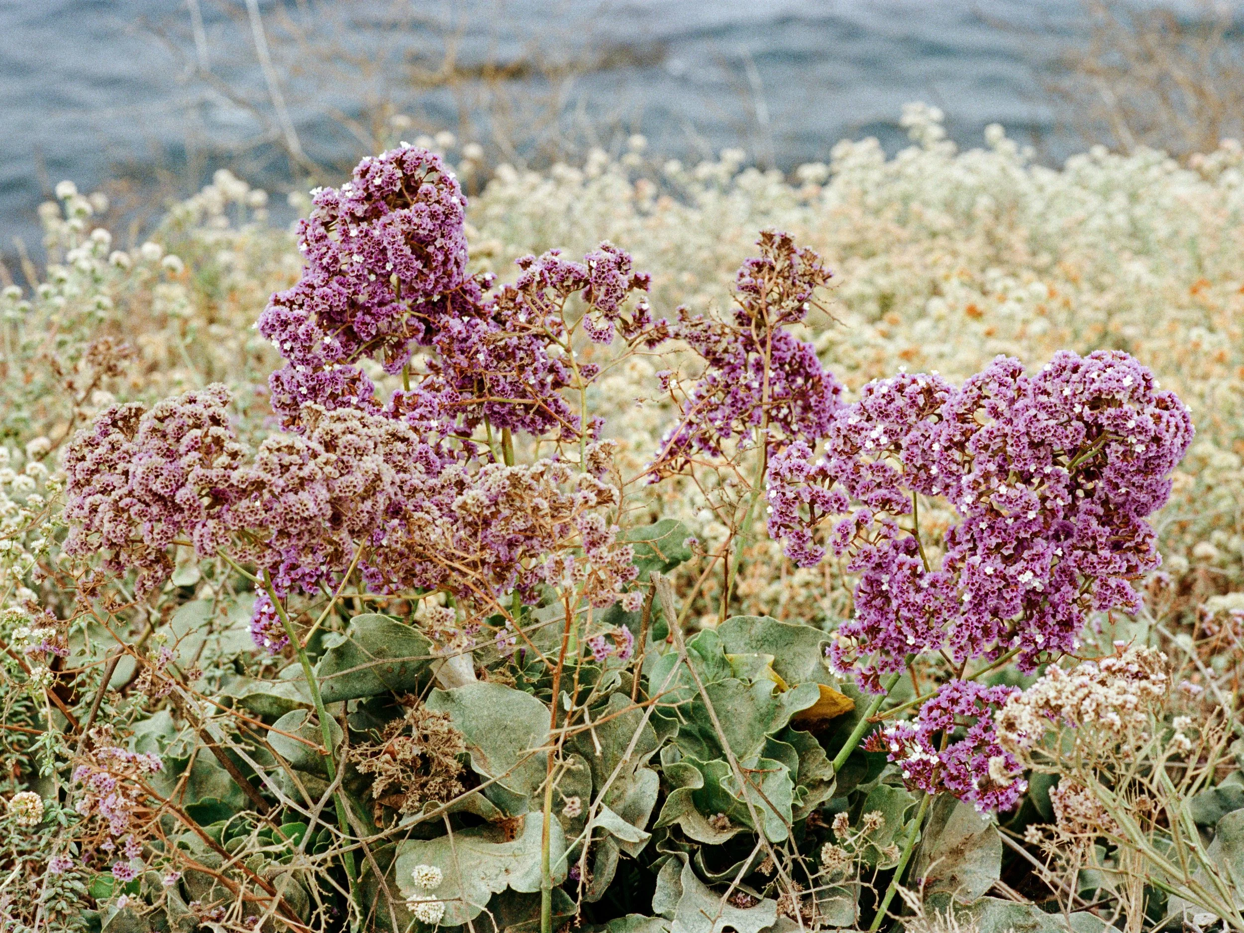 PURPLE FLOWERS.jpg