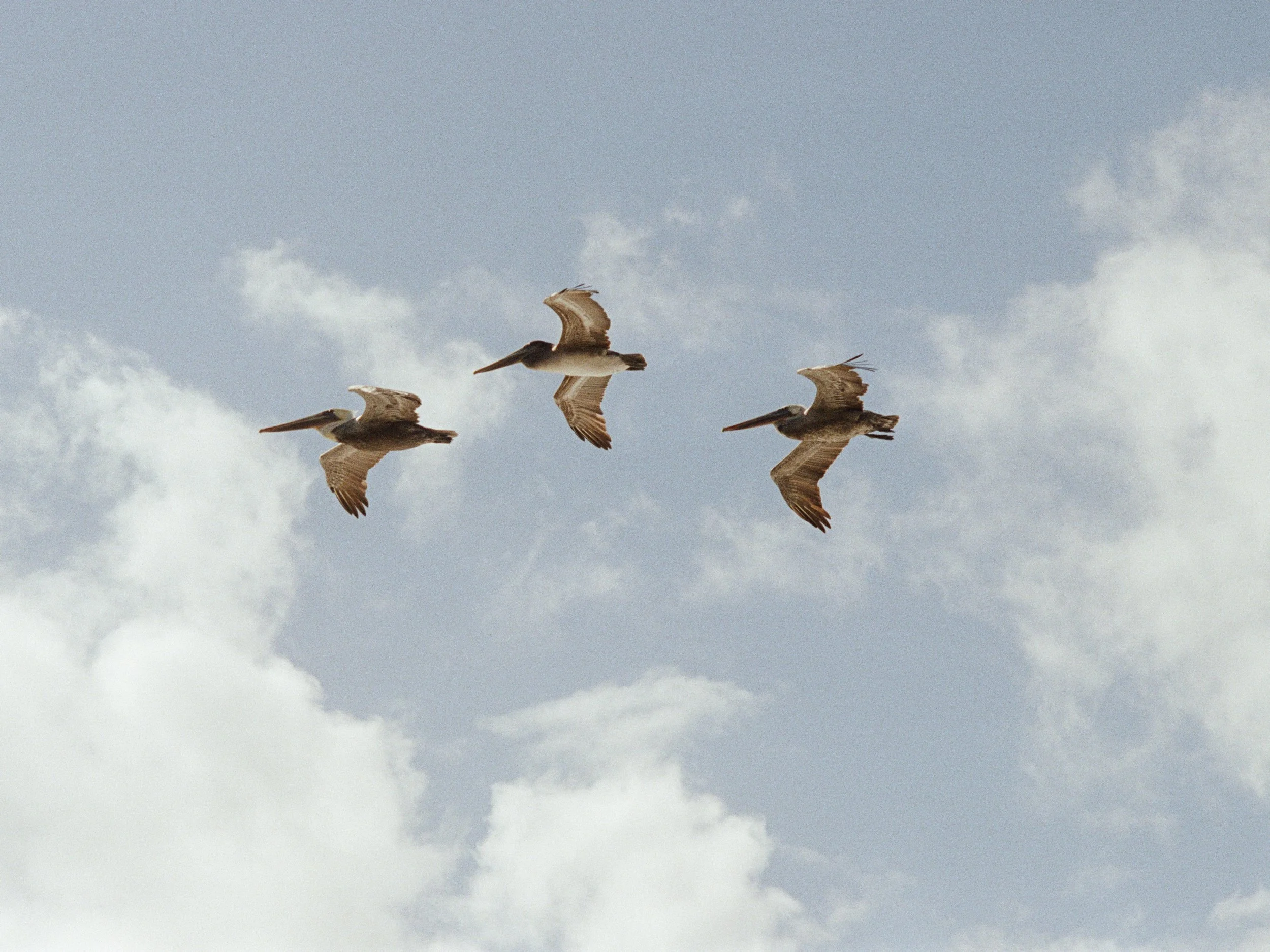 THREE PELICANS.jpg