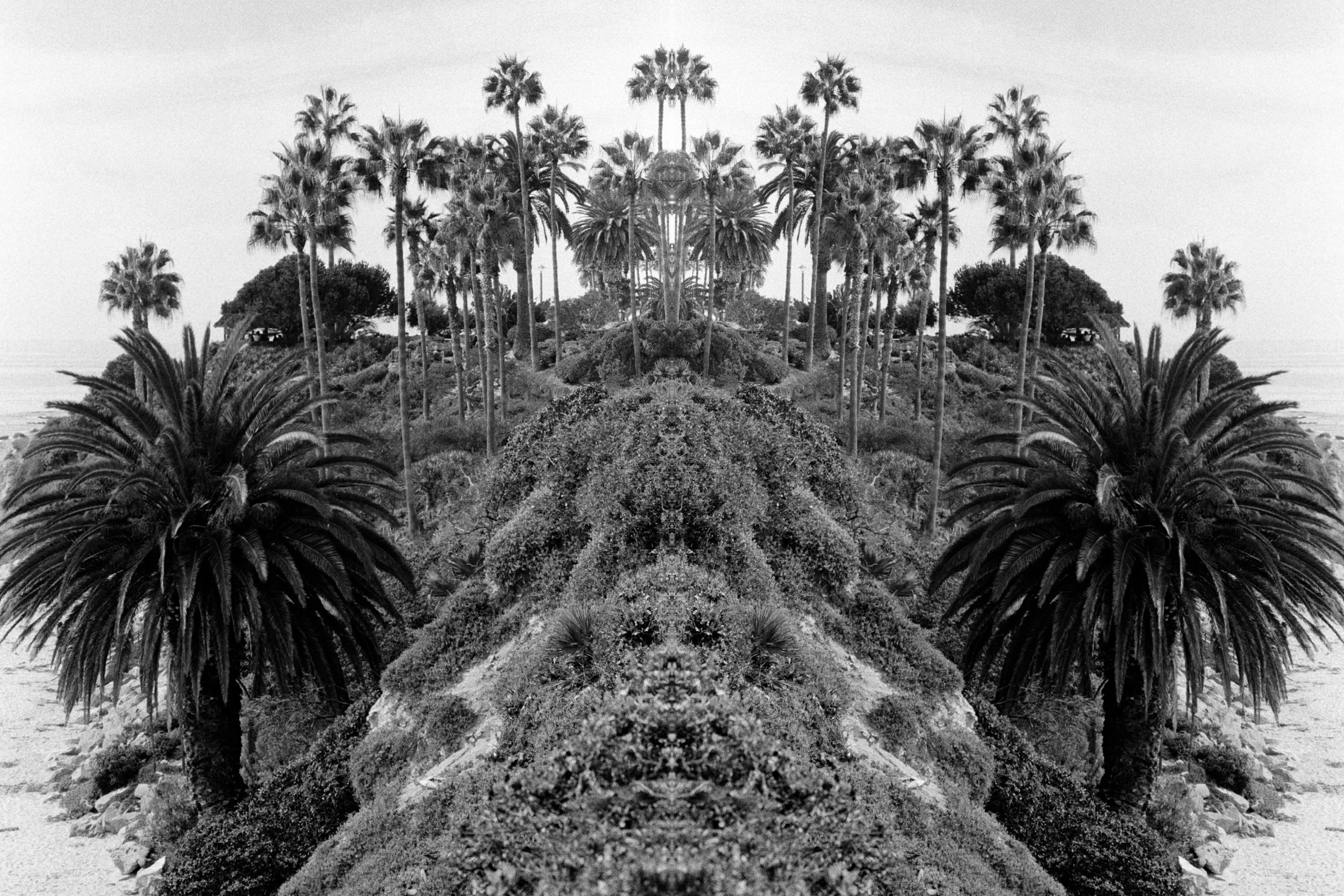 CALM TREES.jpg