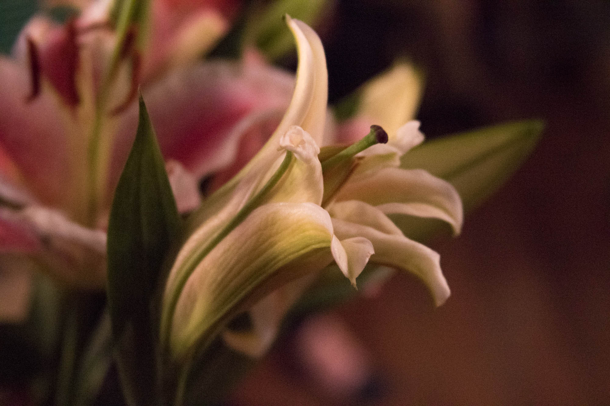 0108liliesk.jpg