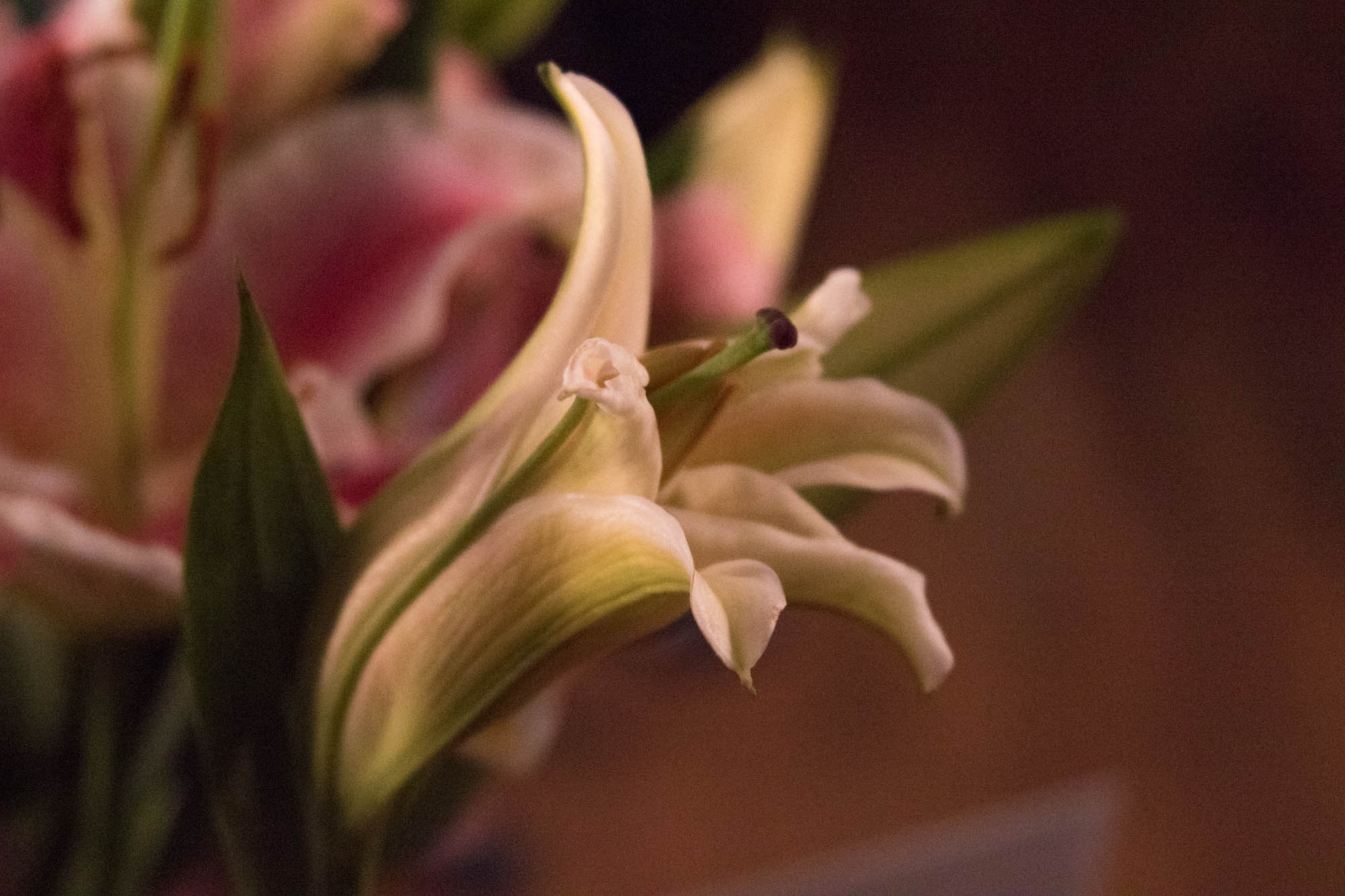0109liliesk.jpg
