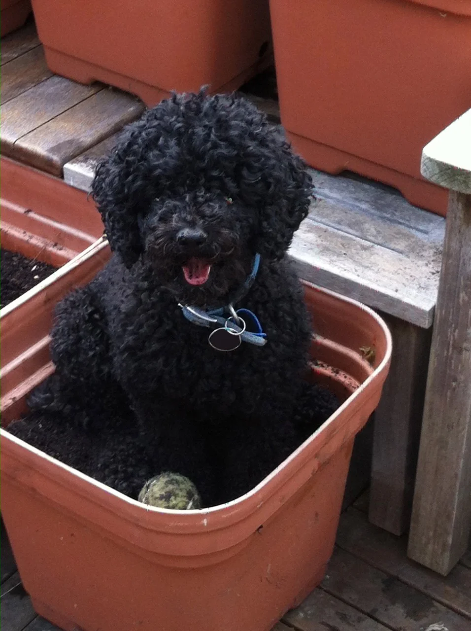 dog.jpg