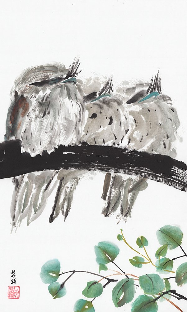 Tawny frogmouths (1)