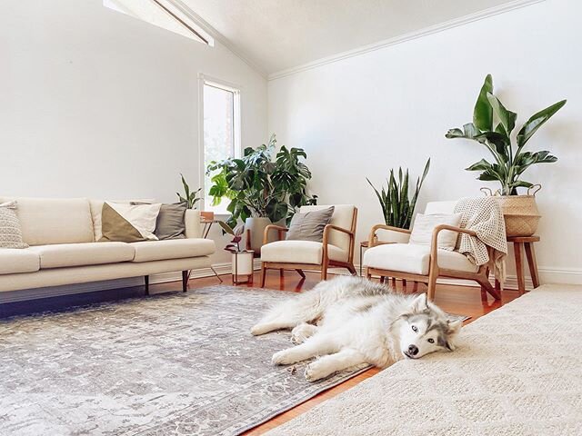 Because he&rsquo;s the cutest. Lately this has been his favorite spot, right under the ceiling fan!
.
.
.
.

#midcenturymodern #homesweethome #homeinterior #homedesign #style #plant #plants #plantsofinstagram #plantlife #clovis #clovisinteriordesign 