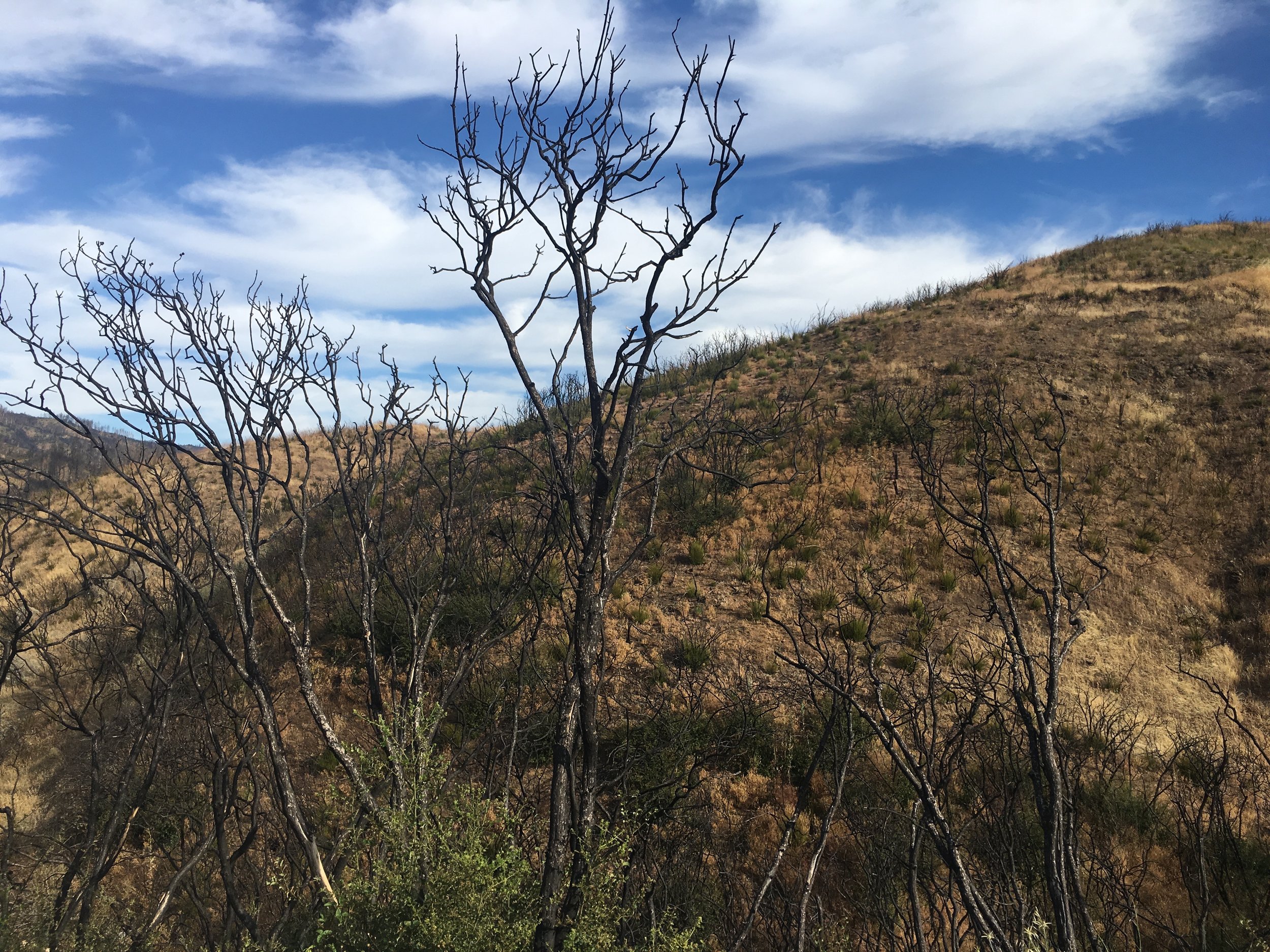 Burn area 2019.jpg