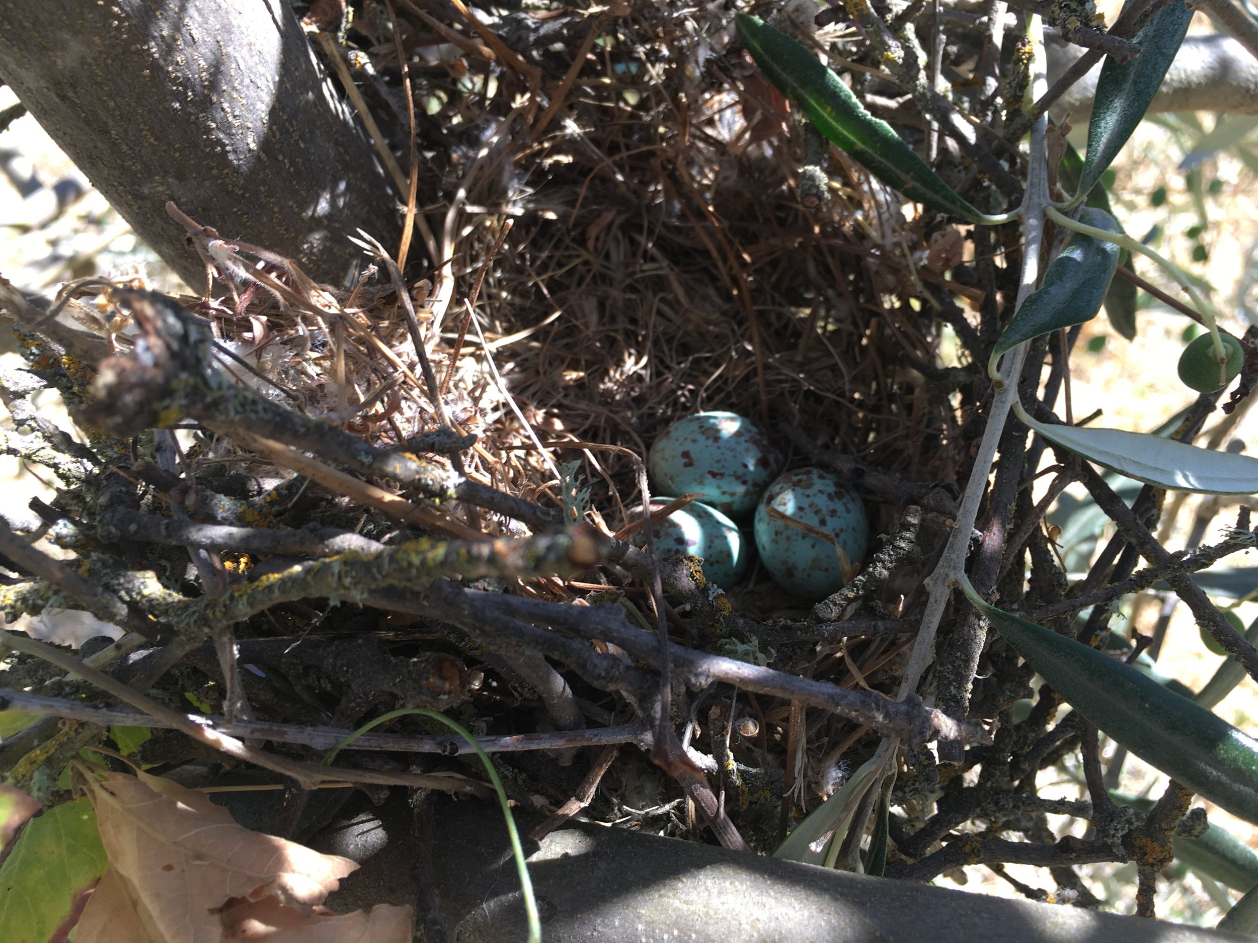 Three eggs.jpg