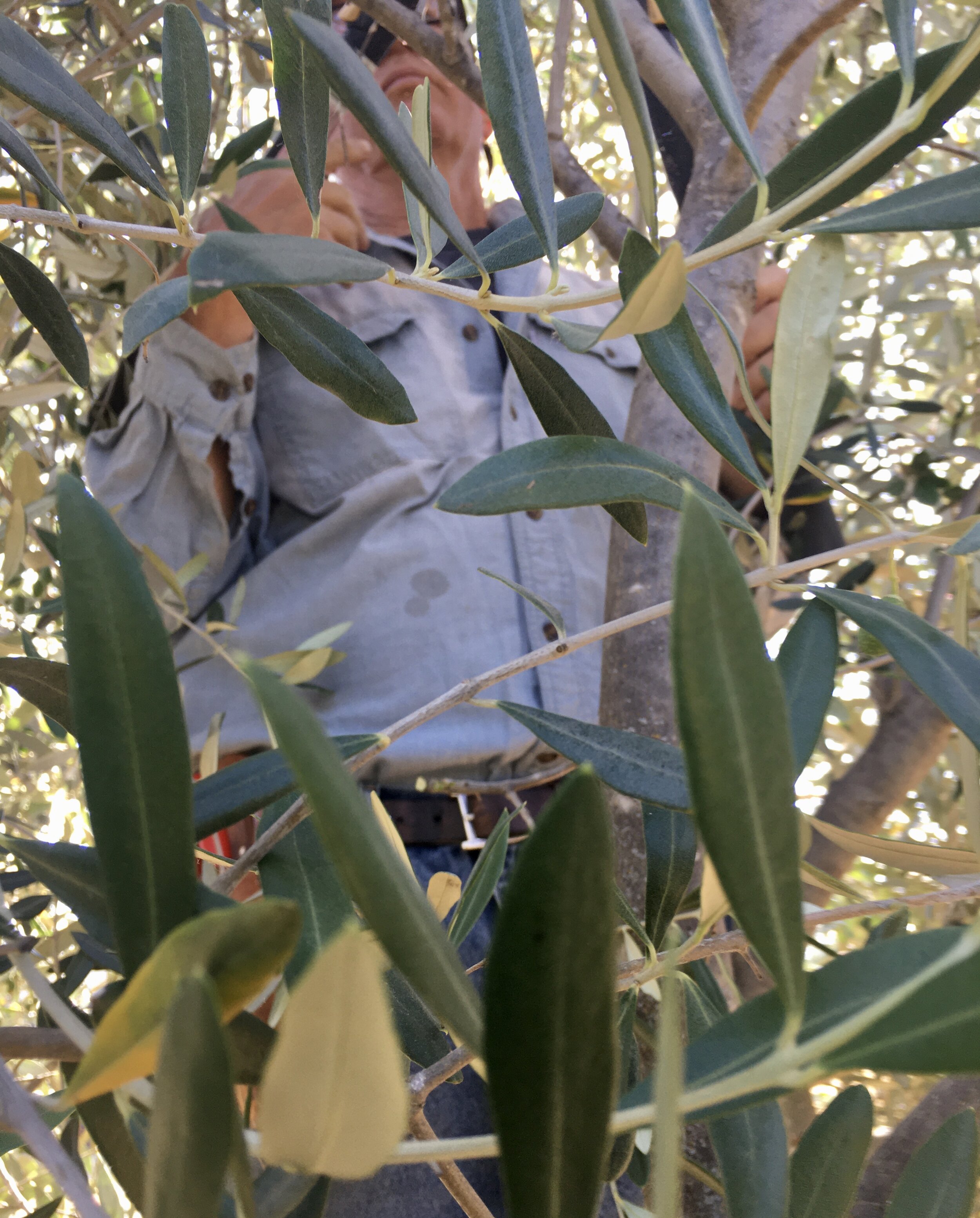 Rich in Tree.jpeg