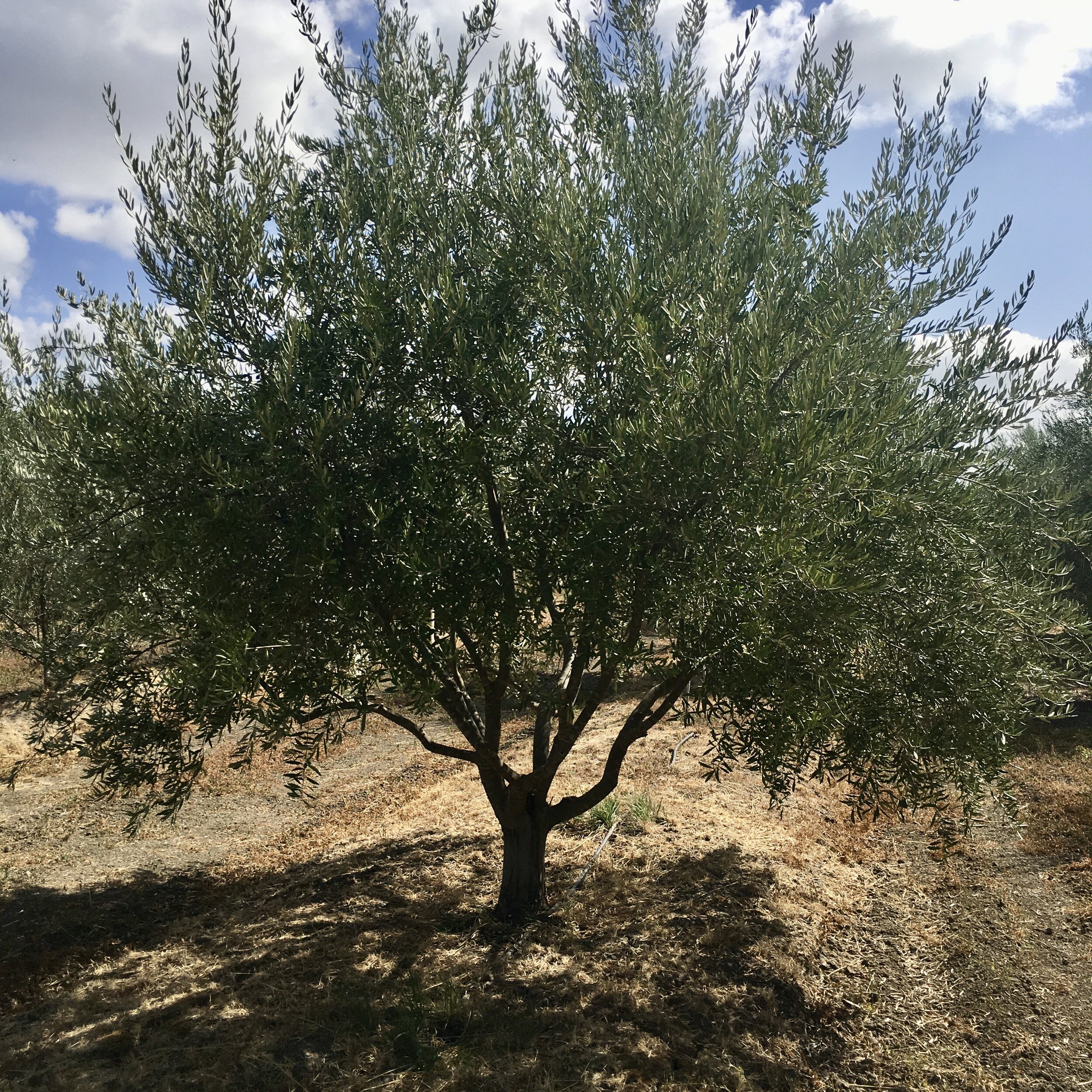 Pruned Tree.jpeg