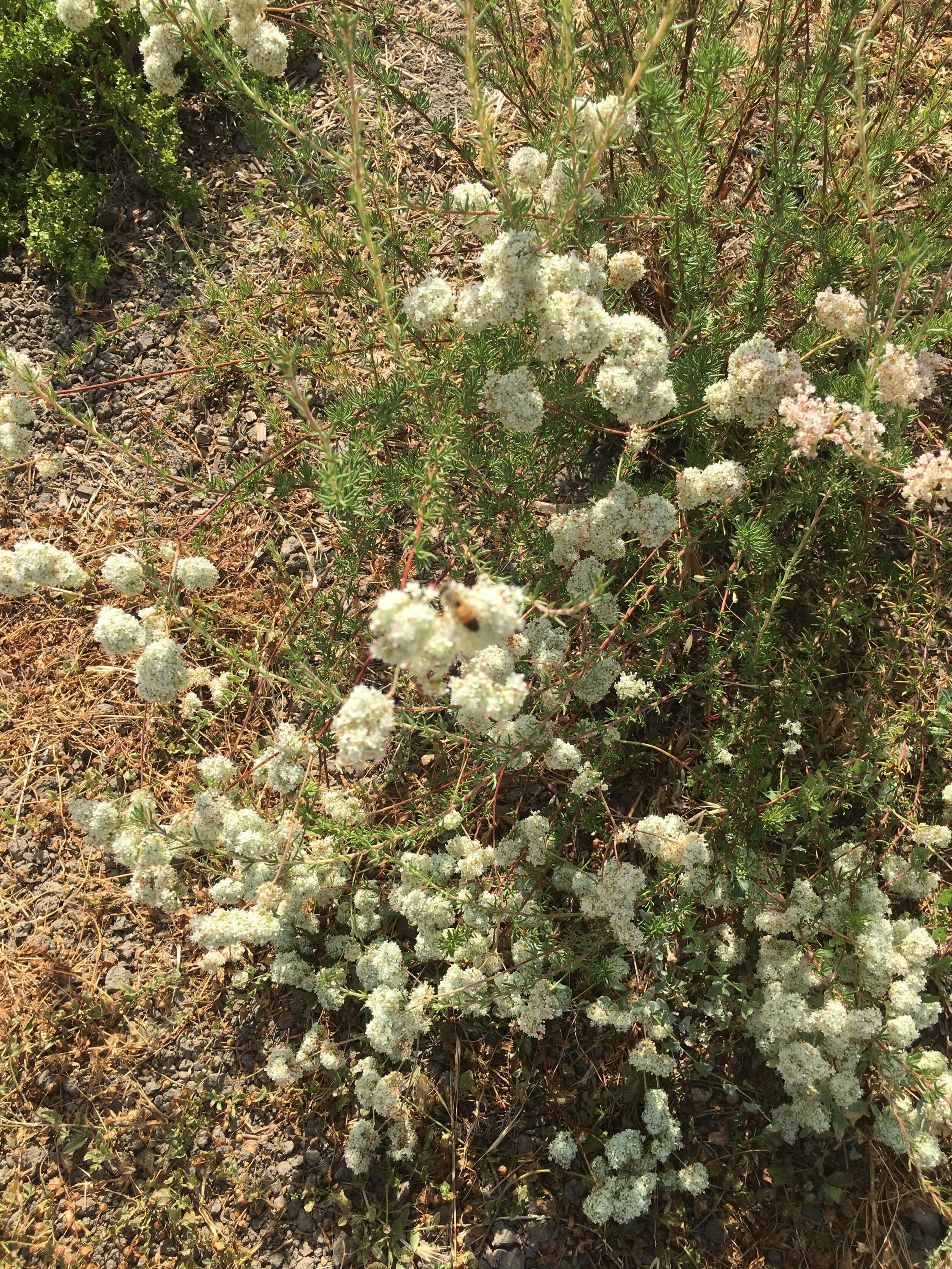 Hedgerow Buckwheat.jpeg