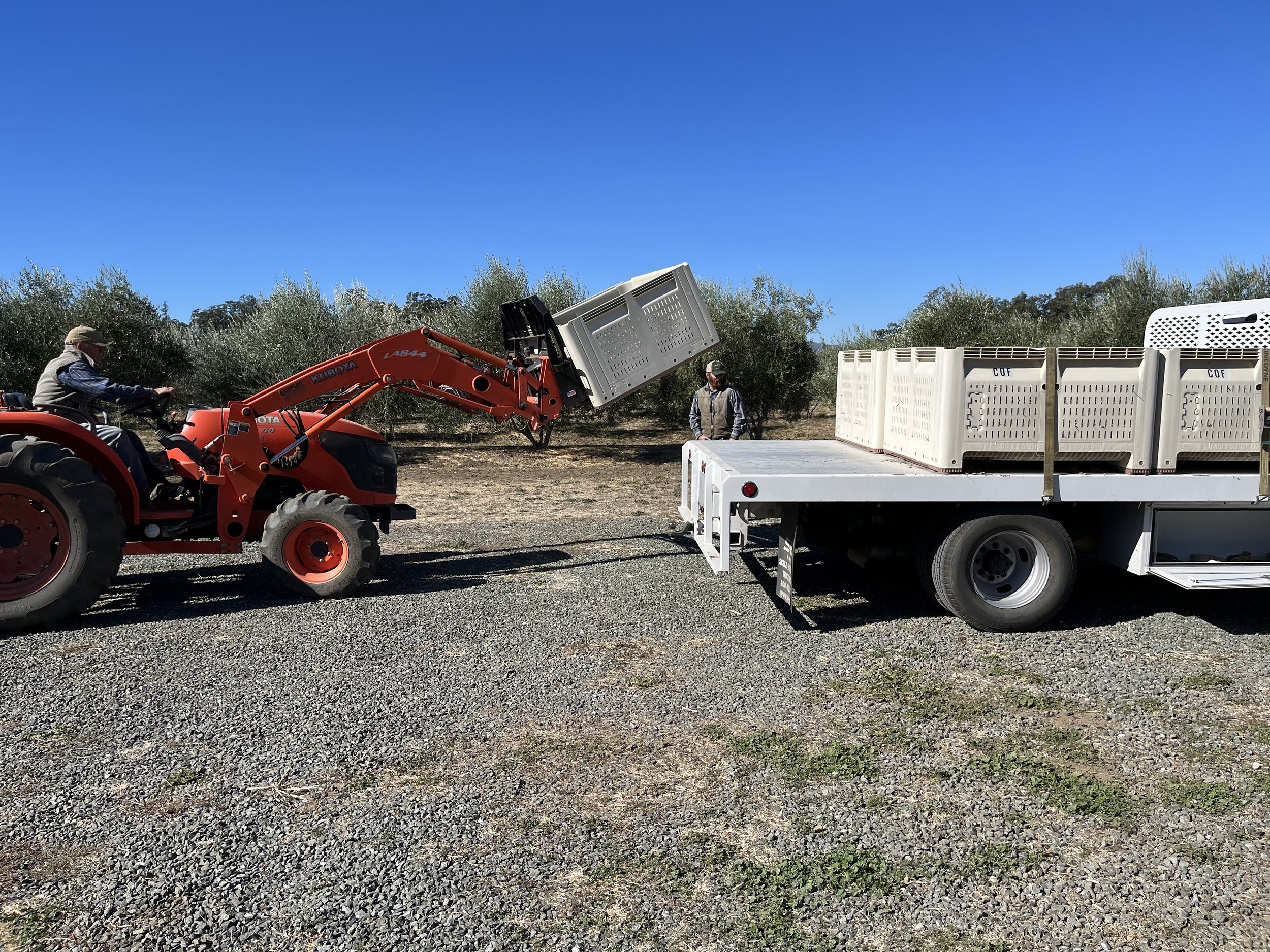 Loading olives 2022.jpeg