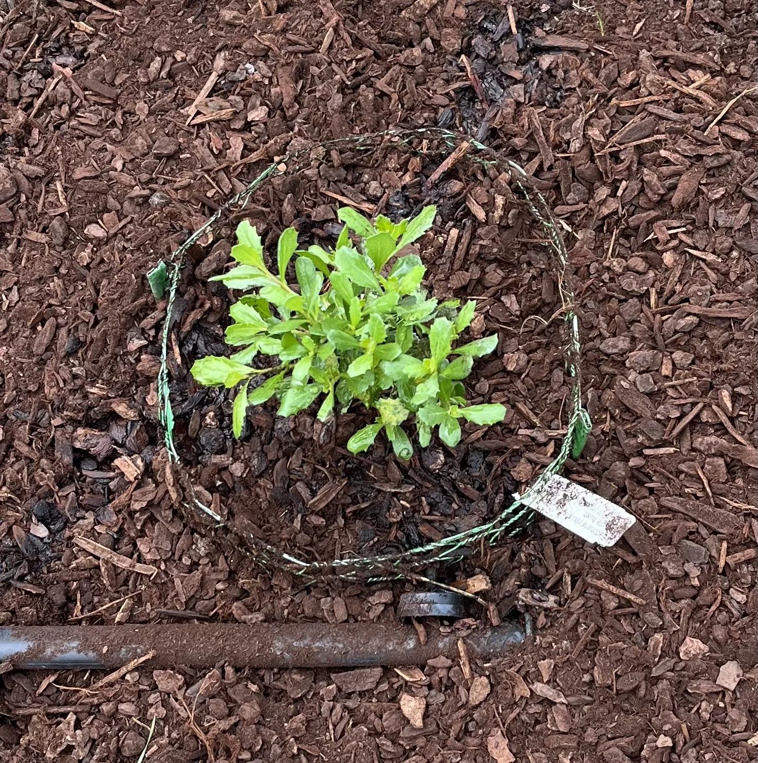 New Coyote Bush.jpeg