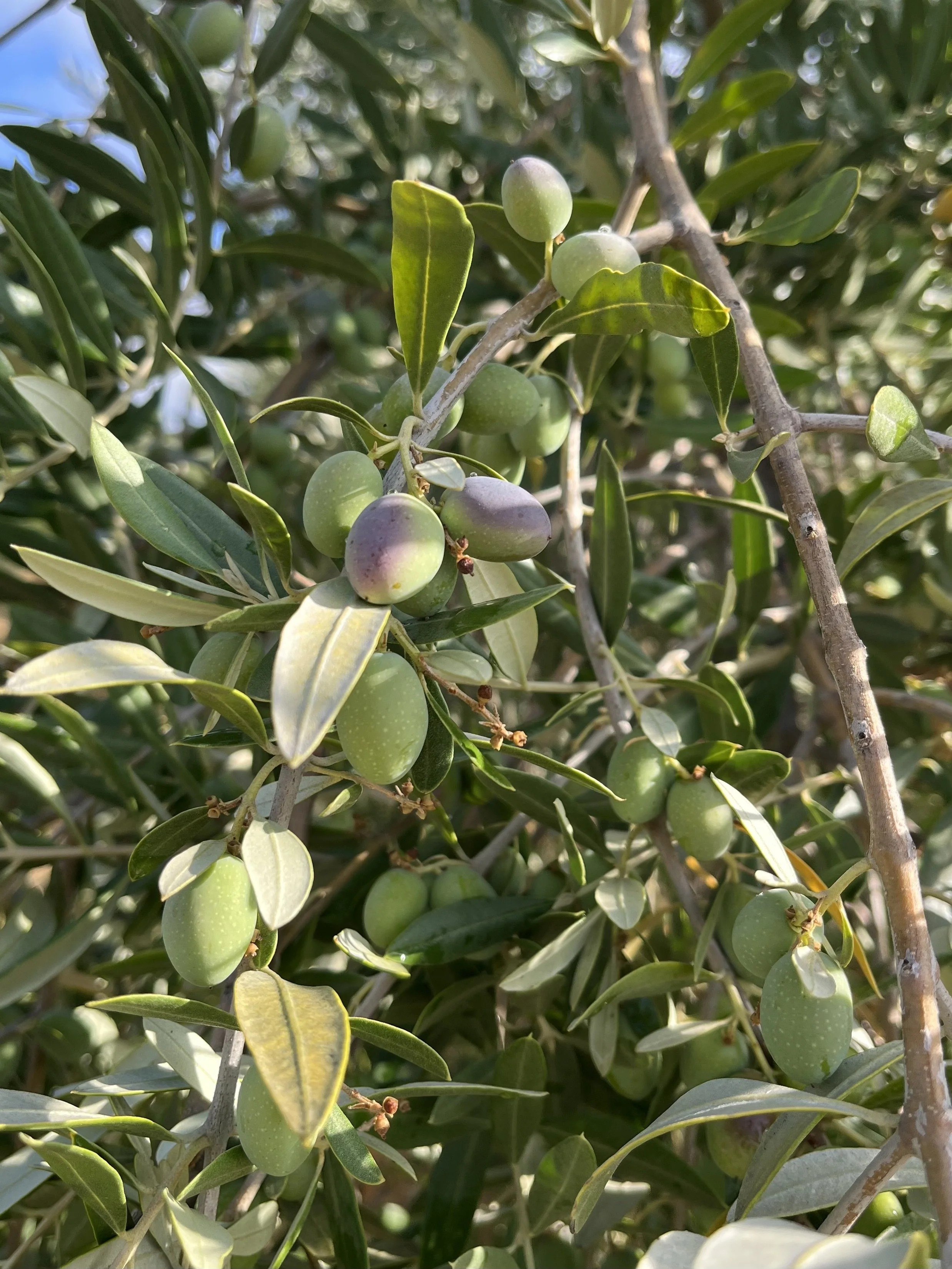 Sept 25 olives.jpeg