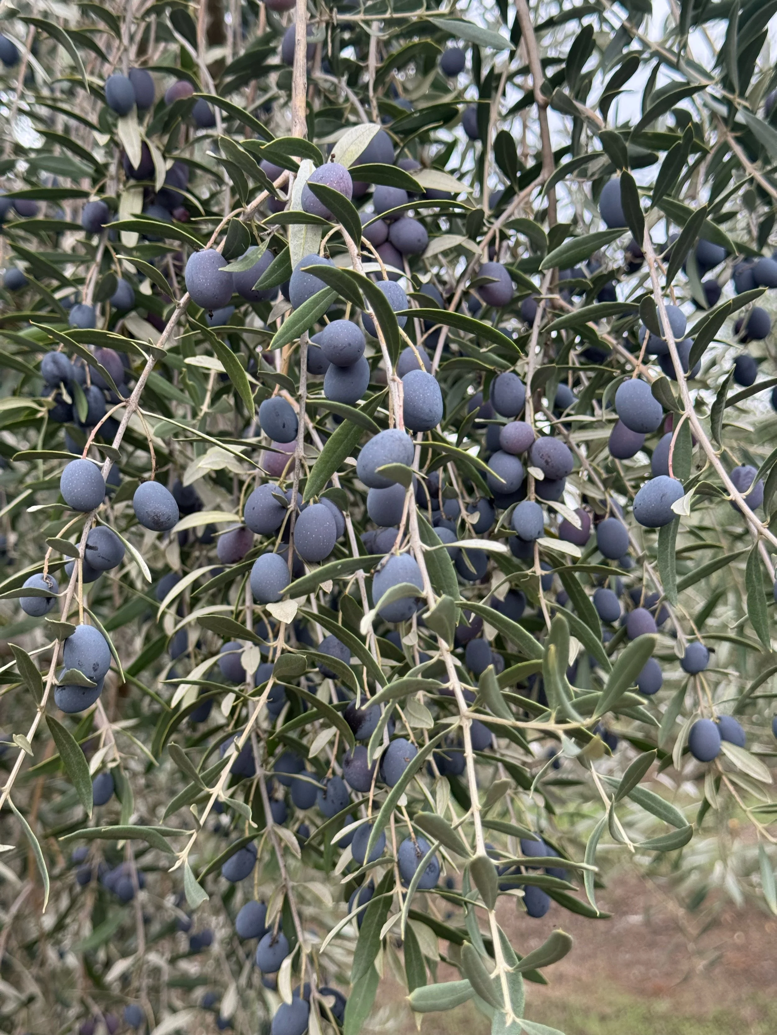 Lots of olives25.jpeg
