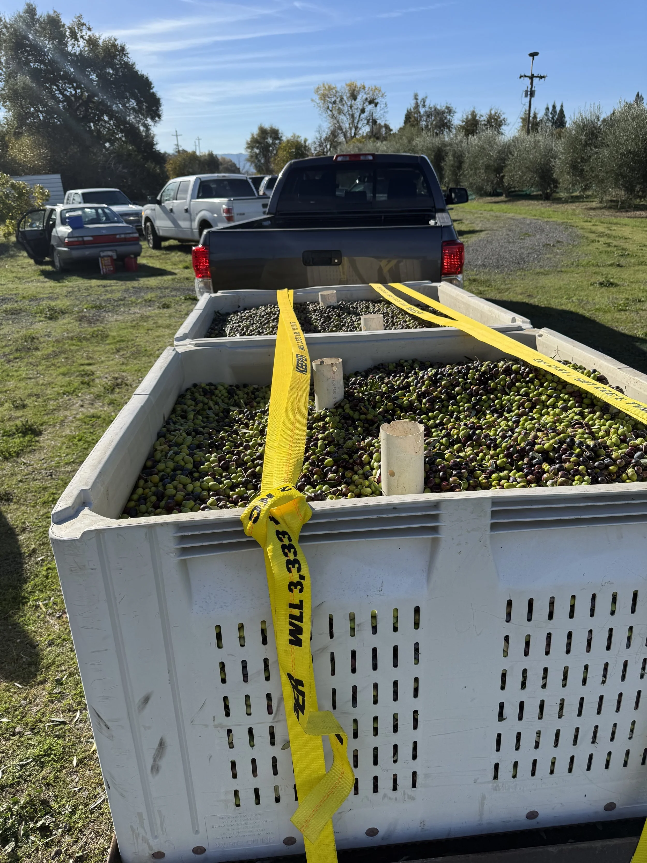 First trip to mill25.jpeg