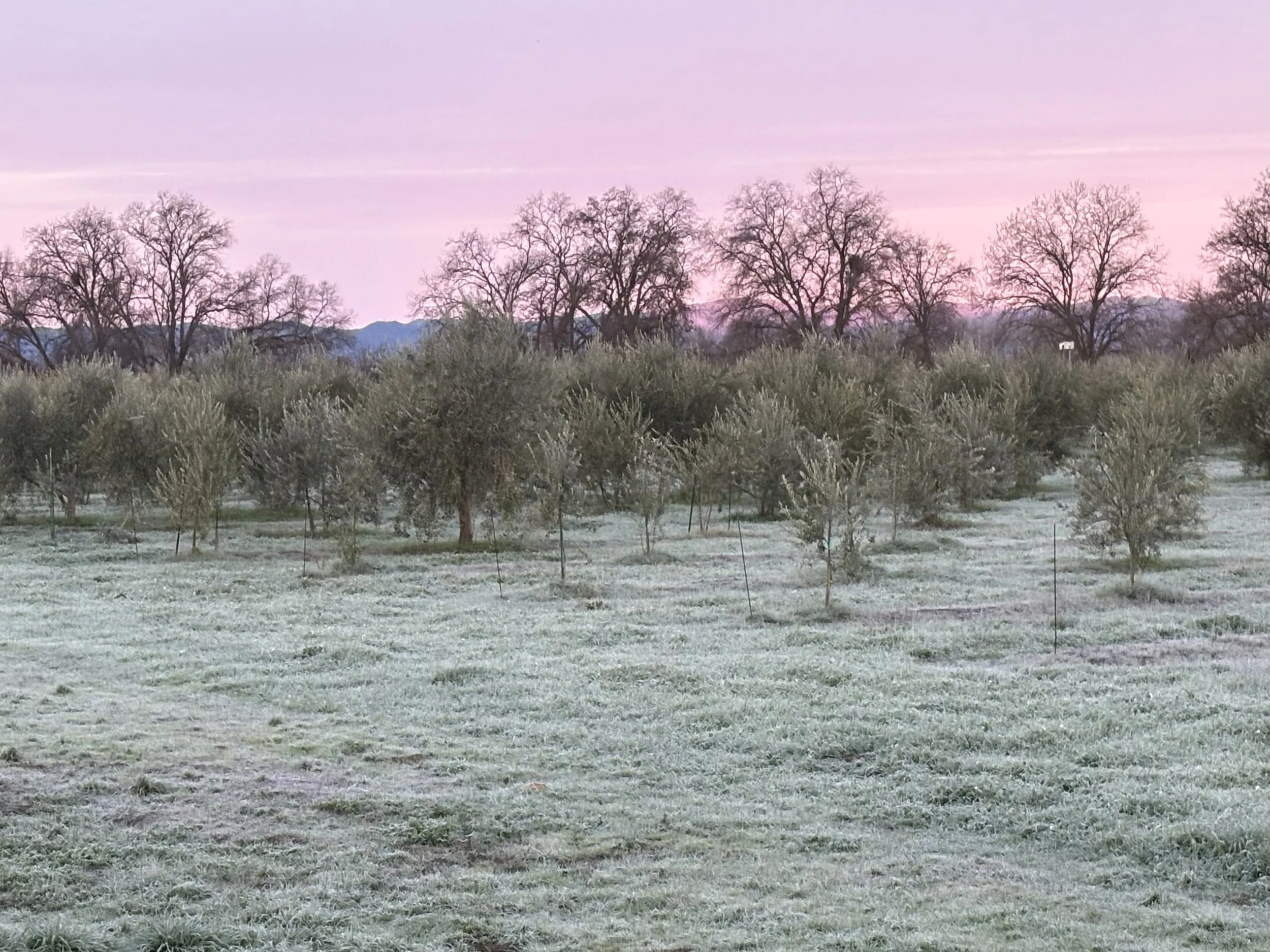 Frosty Orchard.jpeg