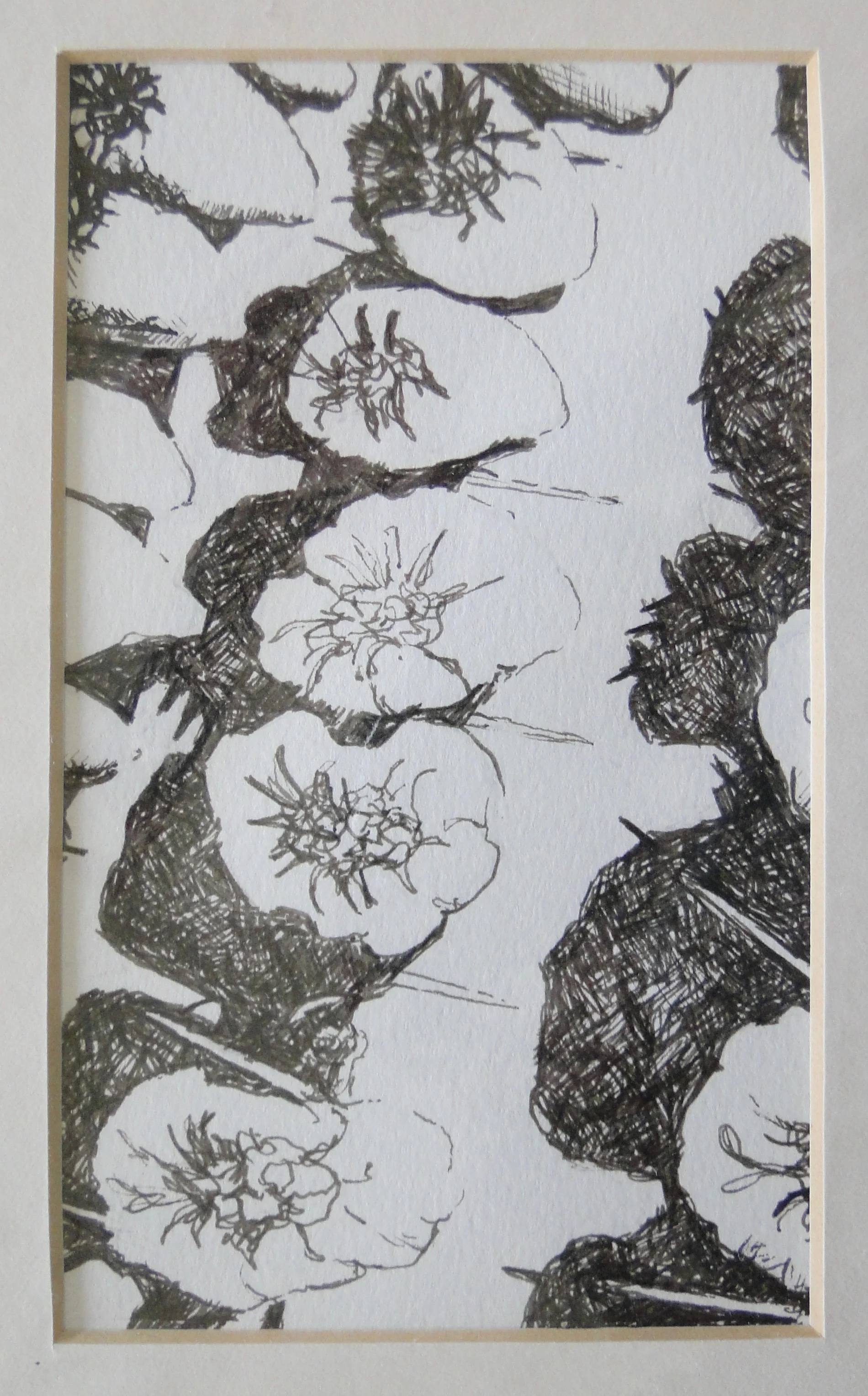 Cacti Study 1.JPG