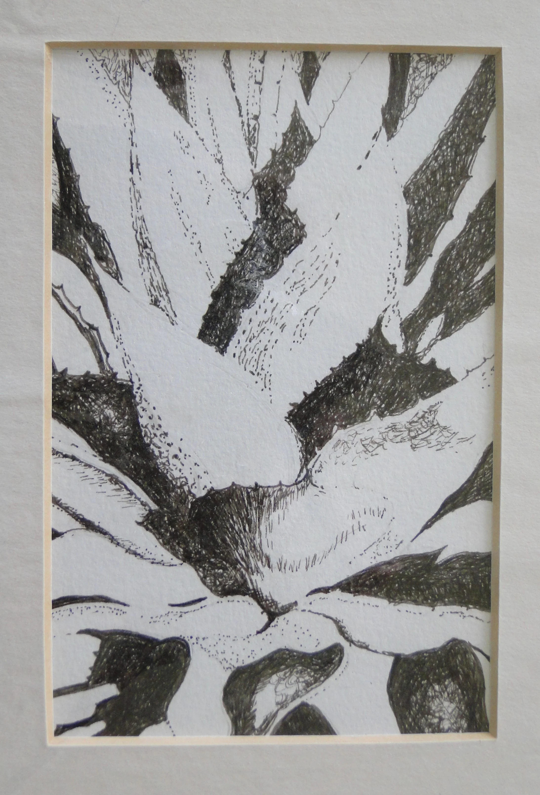Cacti Study 2.JPG