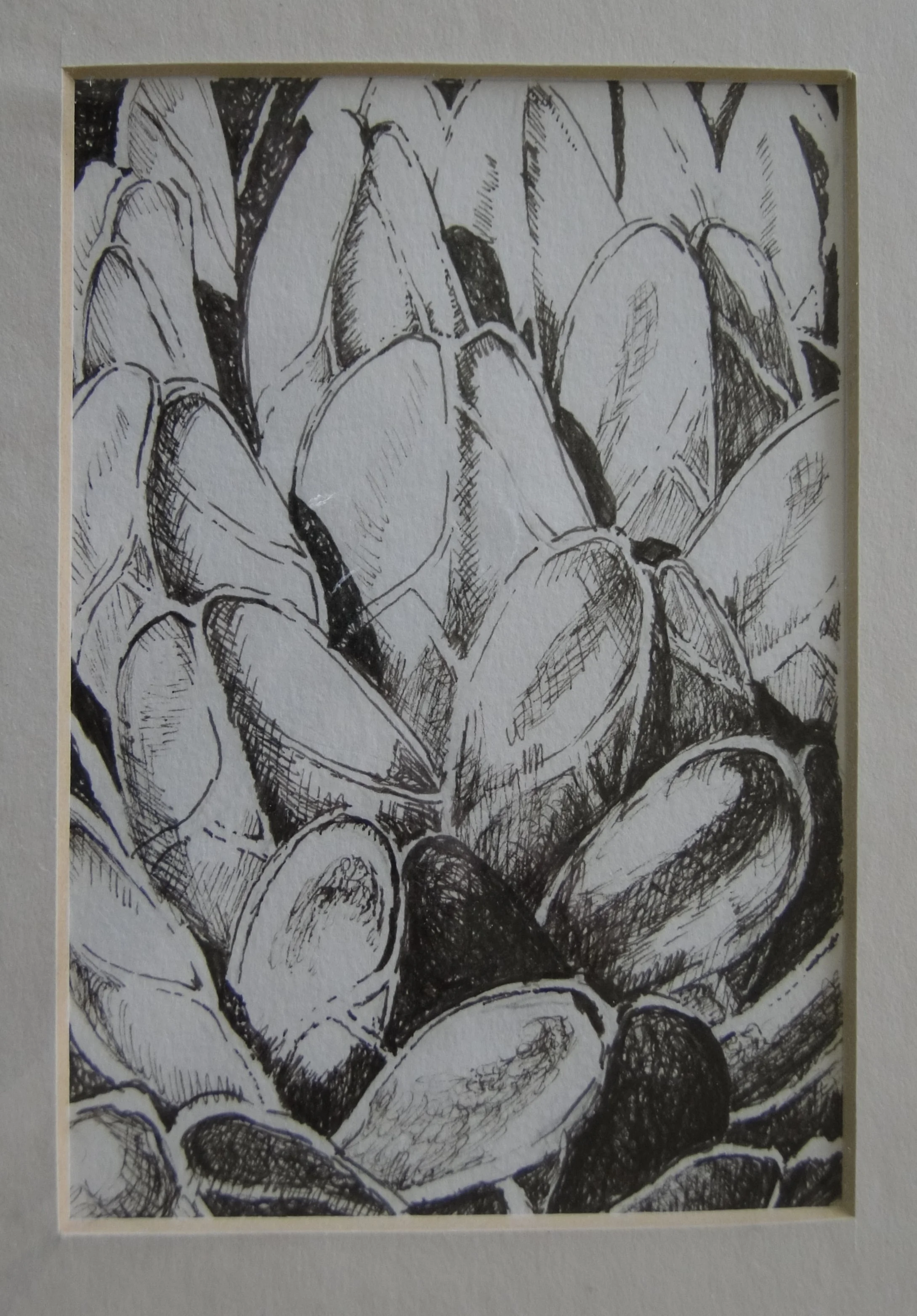 Cacti Study 3.JPG